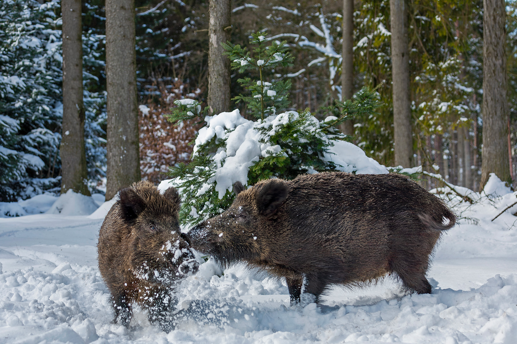 Zwischen Wildschweinen kommt es haeufig zu kleinen Rangeleien,