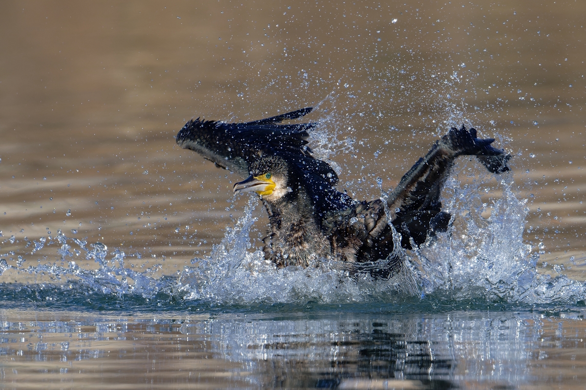 Kormoran...