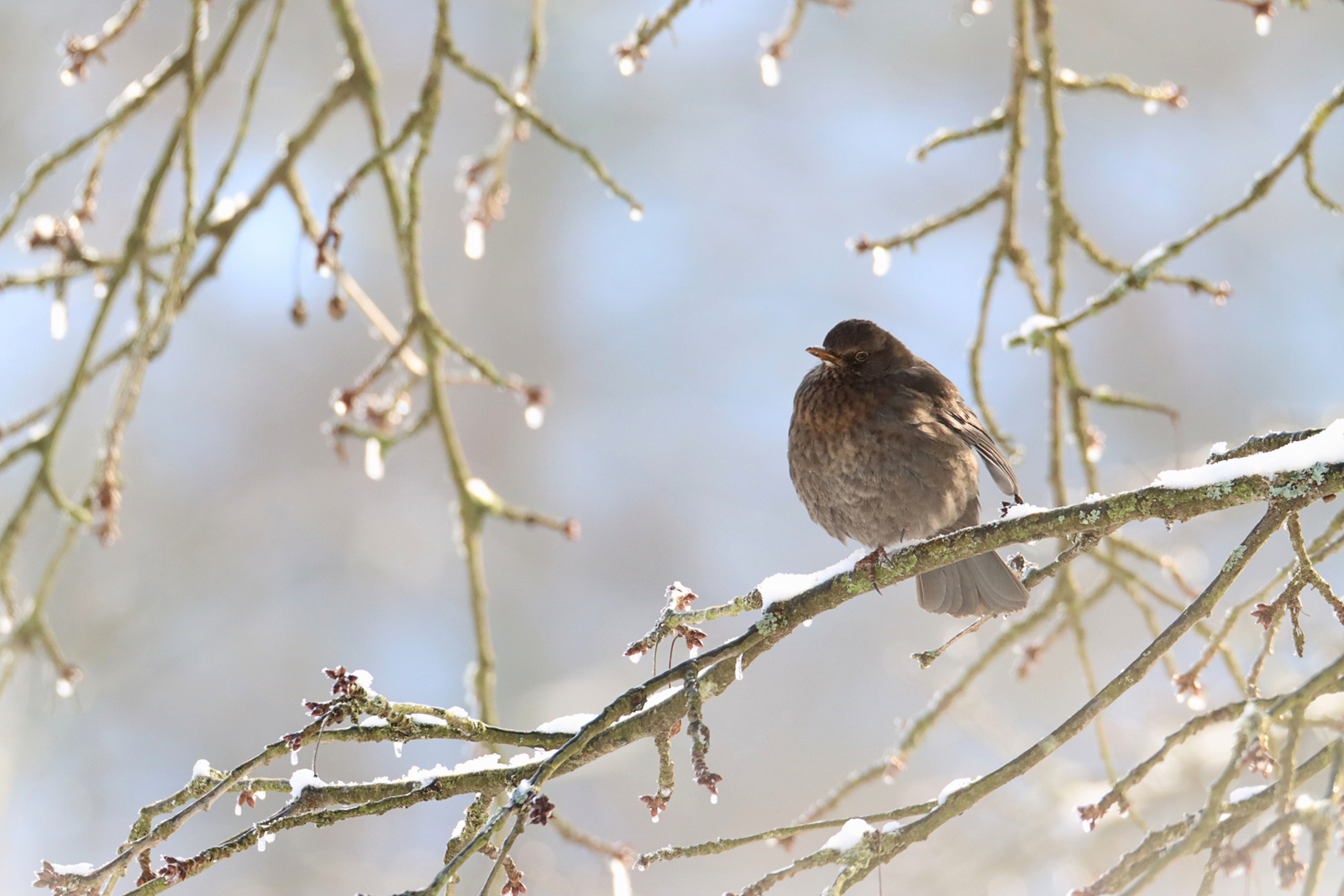 Amsel-Dame