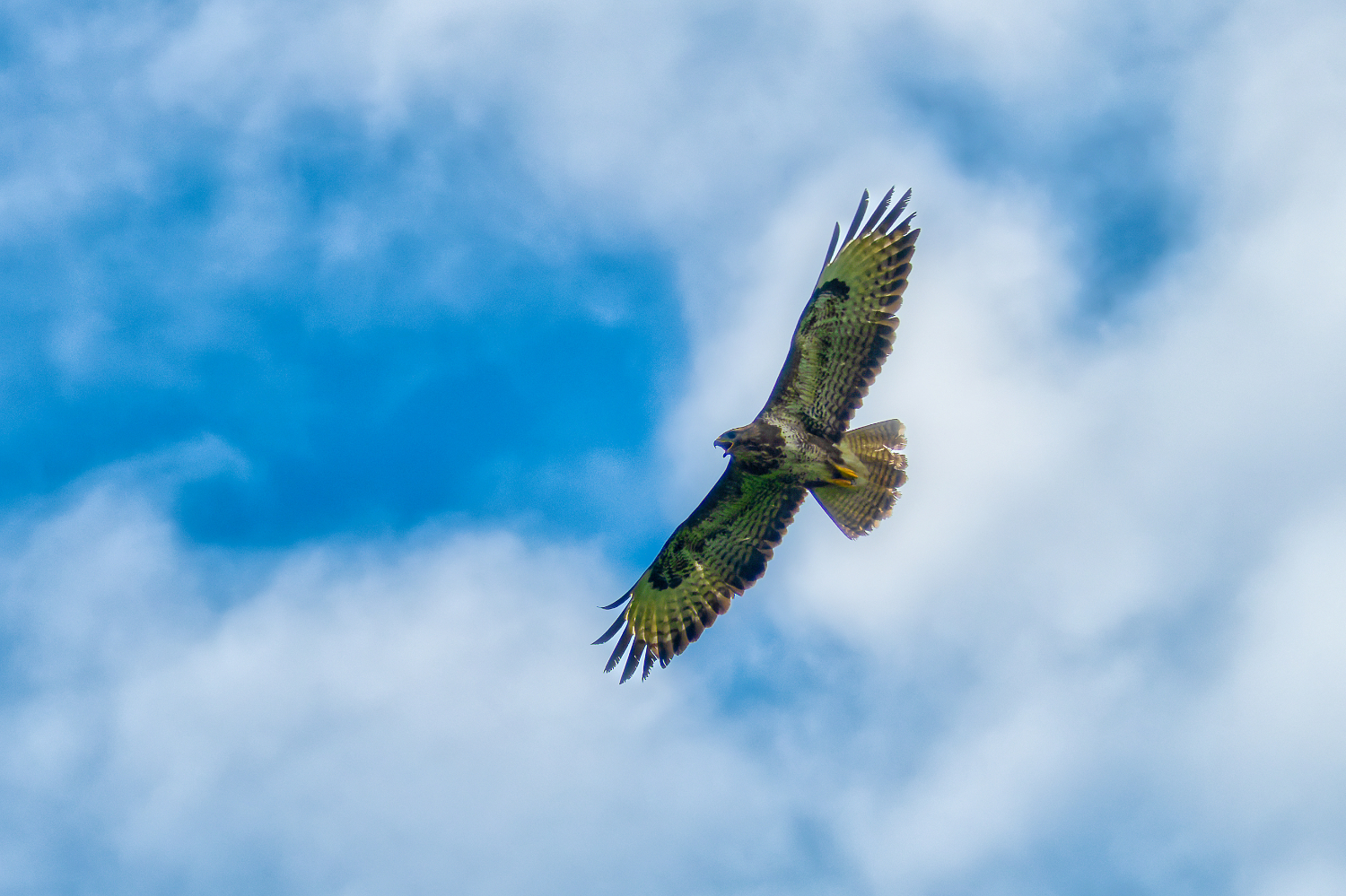 Bussard