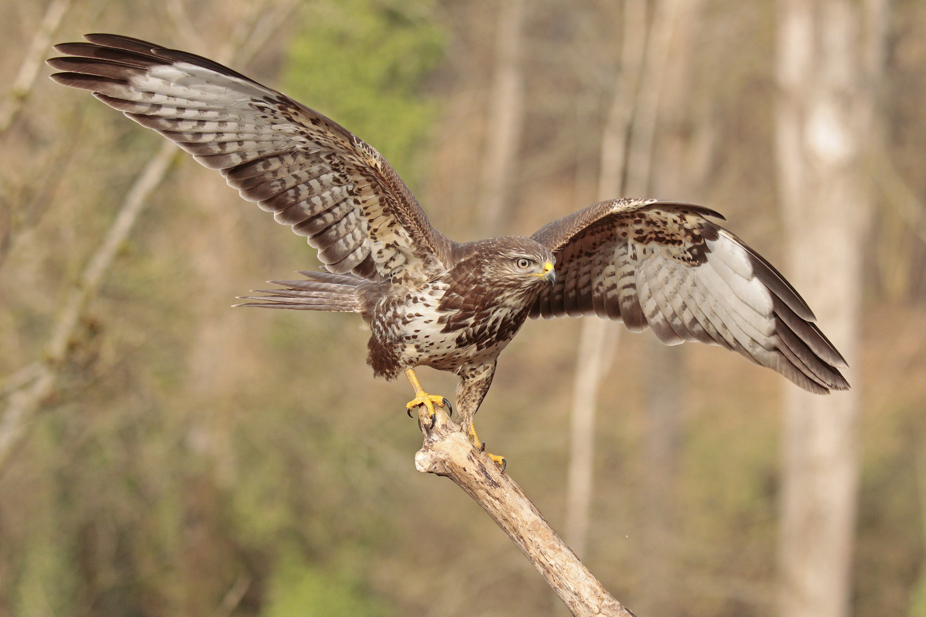 Mäusebussard im Anflug