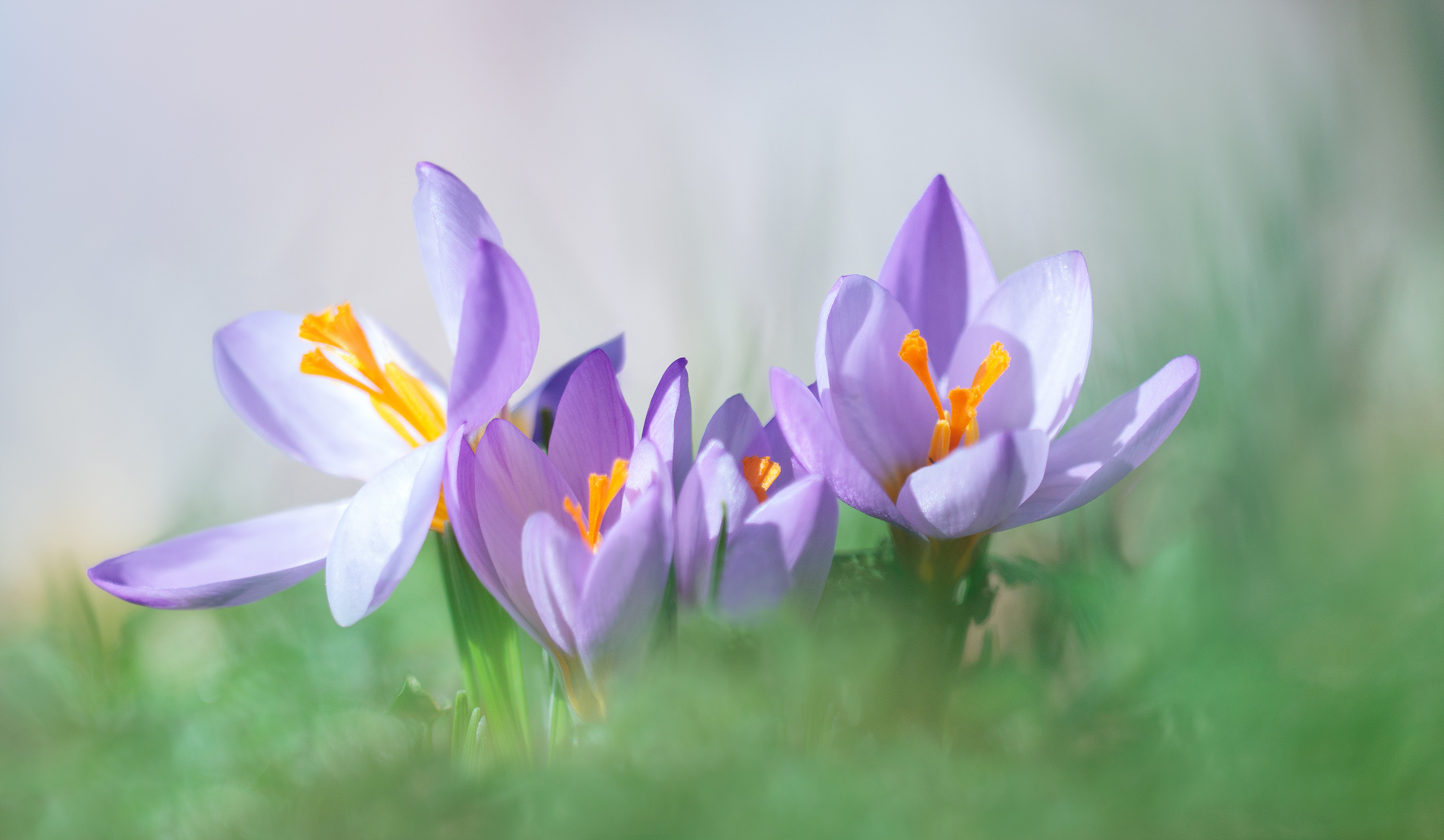Frühling...