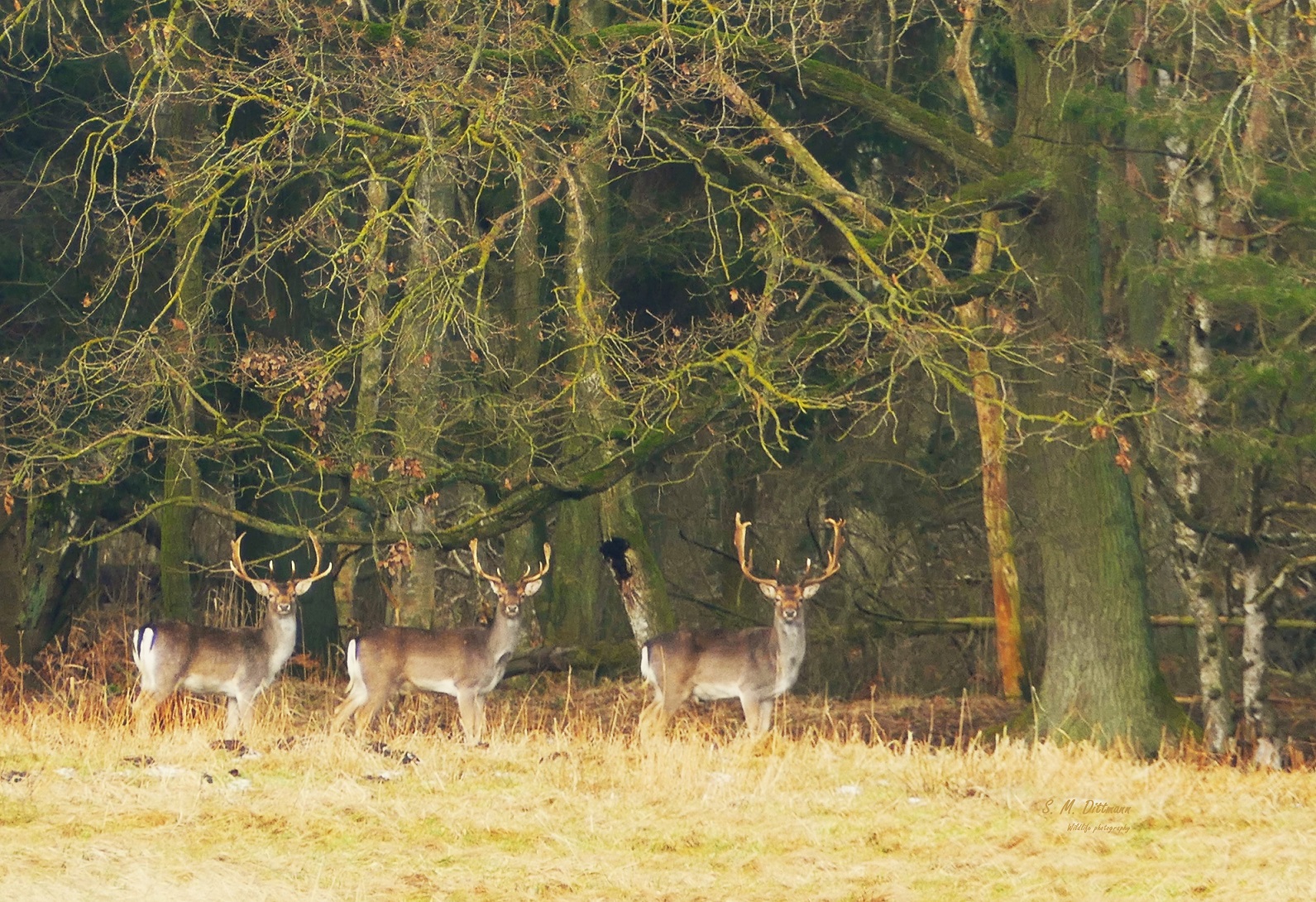 Mit dem Wald im Rücken
