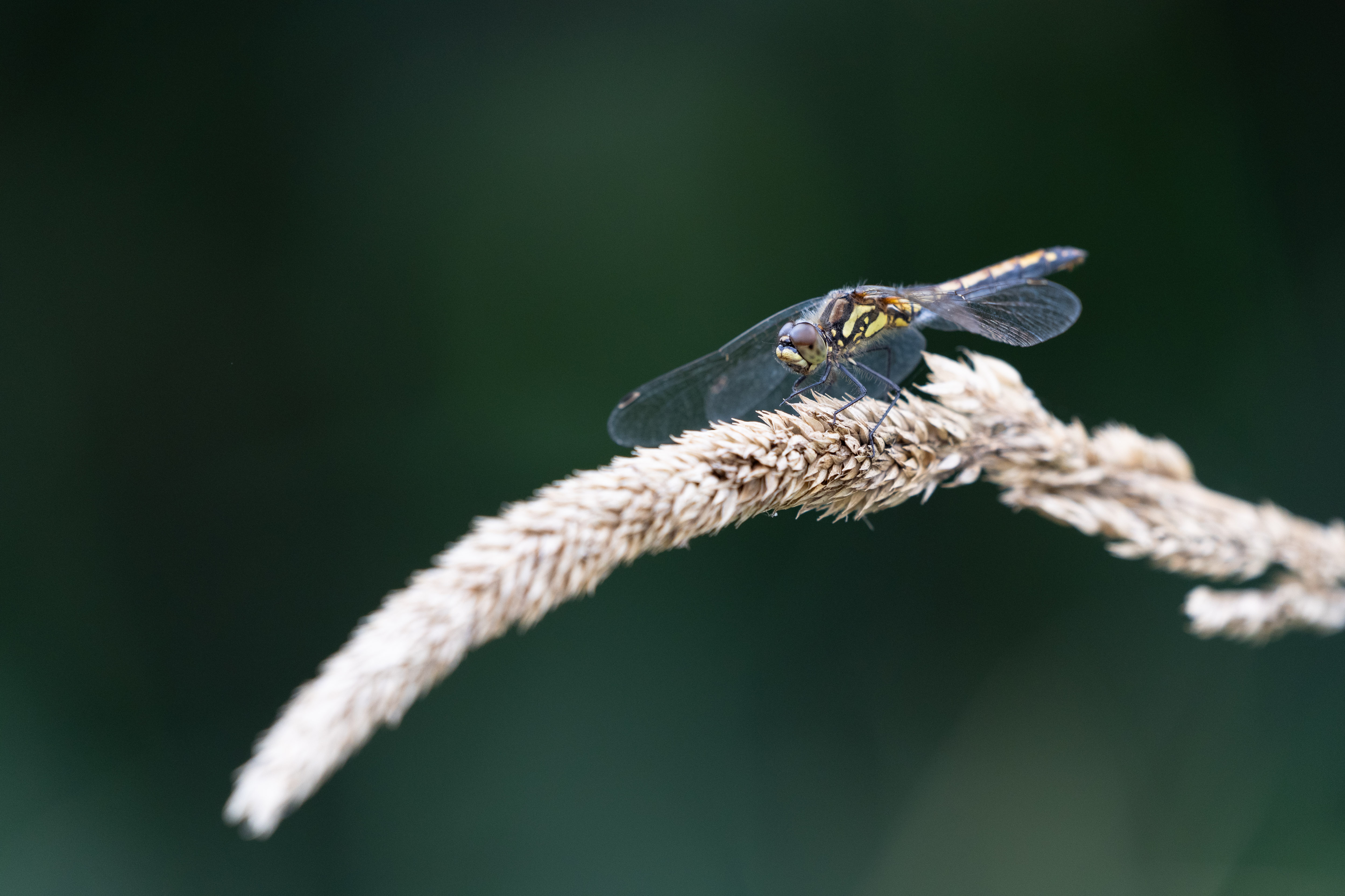 Schwarze Heidelibelle