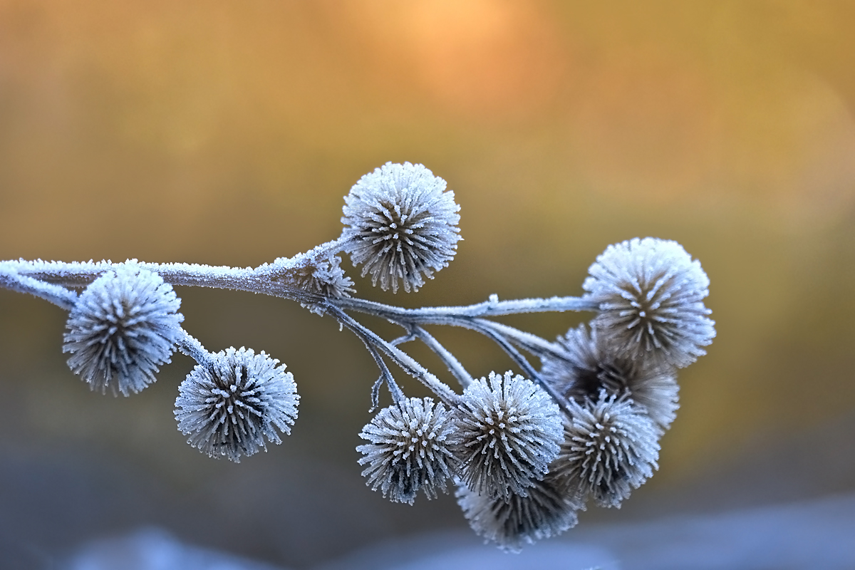 Frostigel