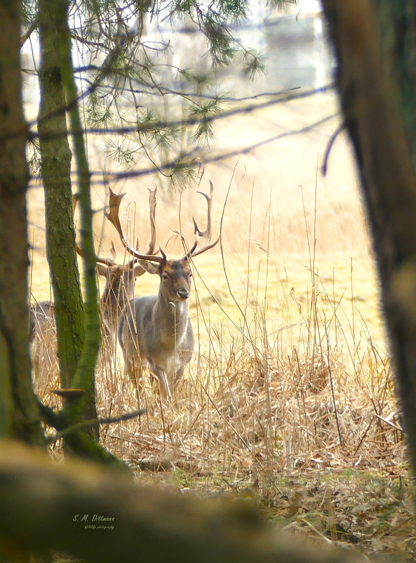Aus dem Wald heraus