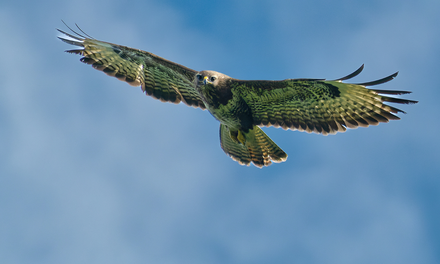 Bussard im Flug