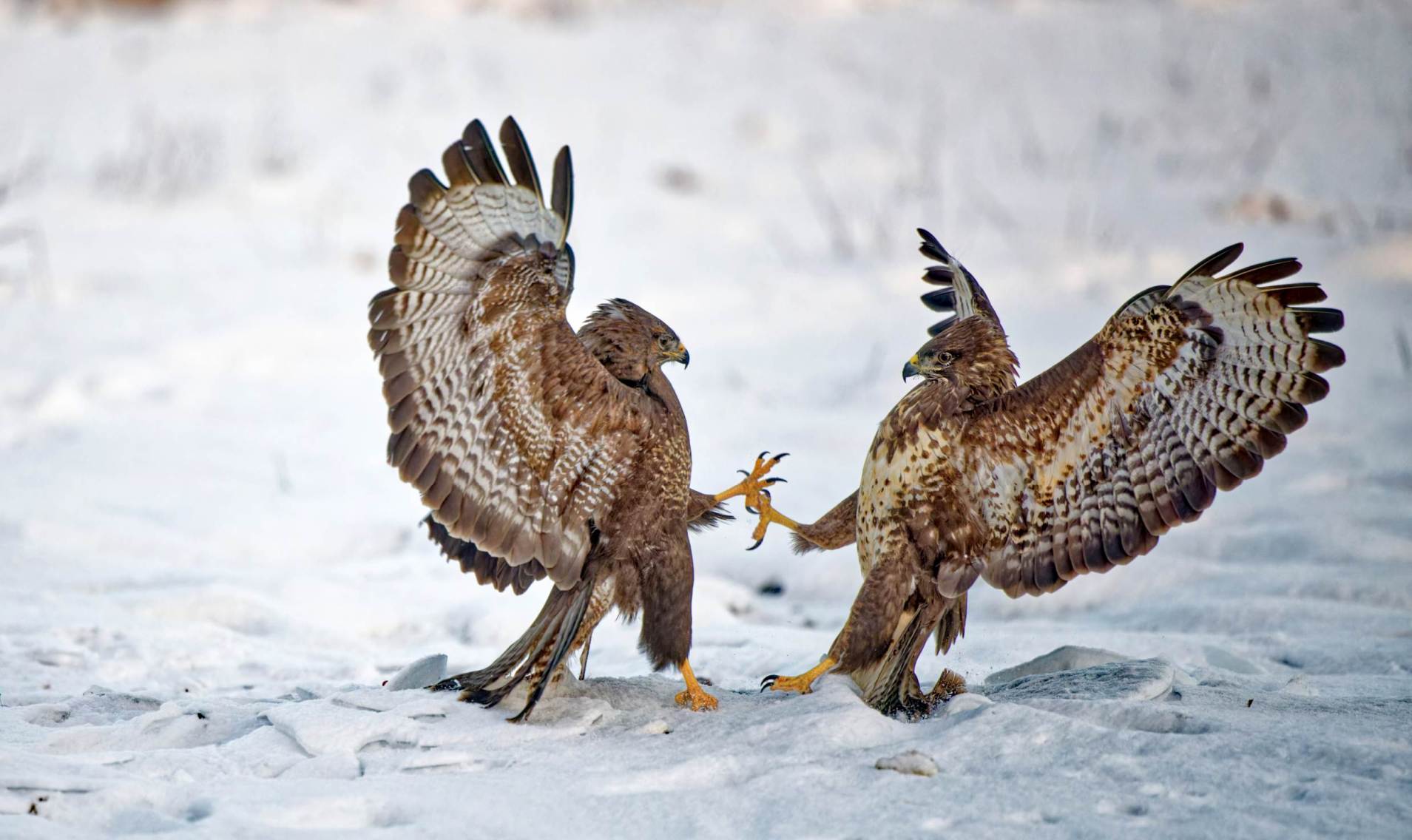 Bussard give me five!