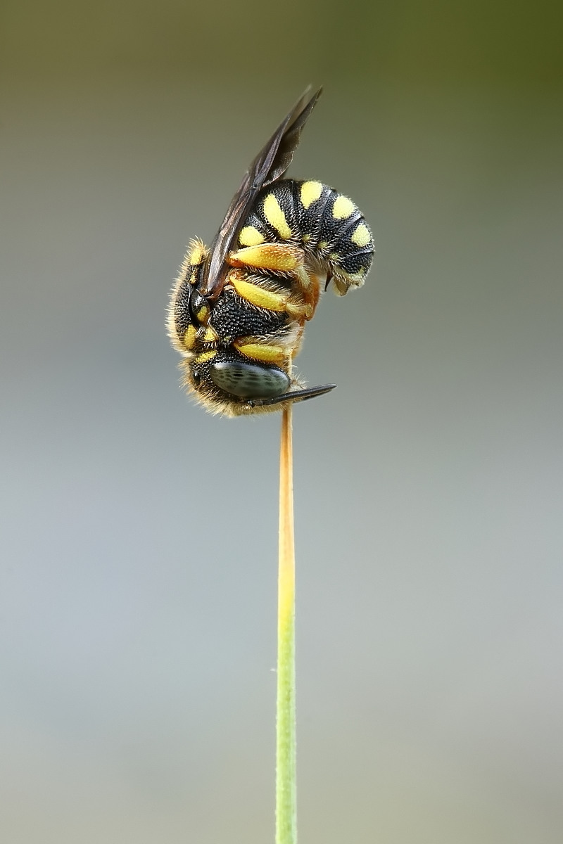 Kleine Harzbiene