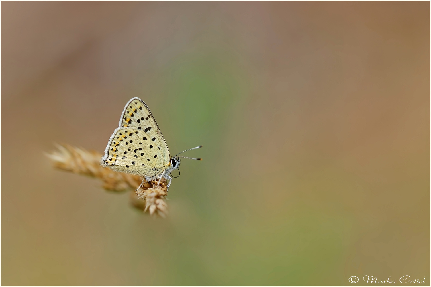 Braune Feuerfalter (Lycaena tityrus)