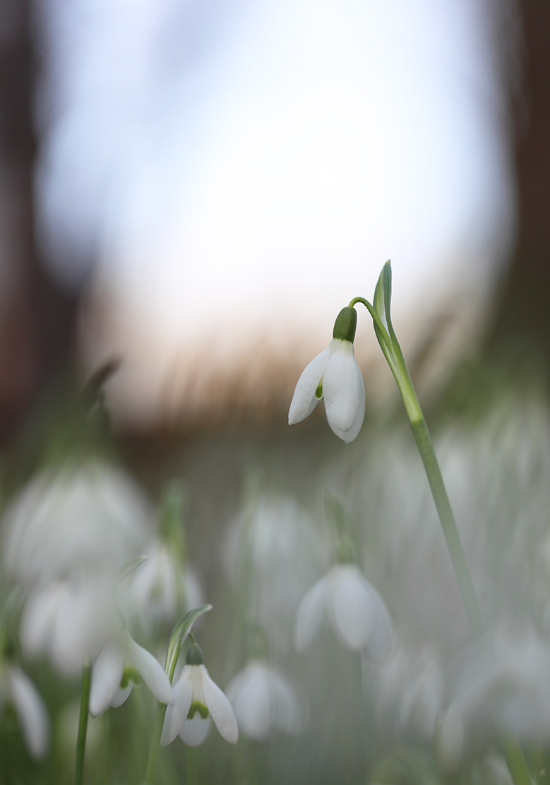 die Schneeglöckchen