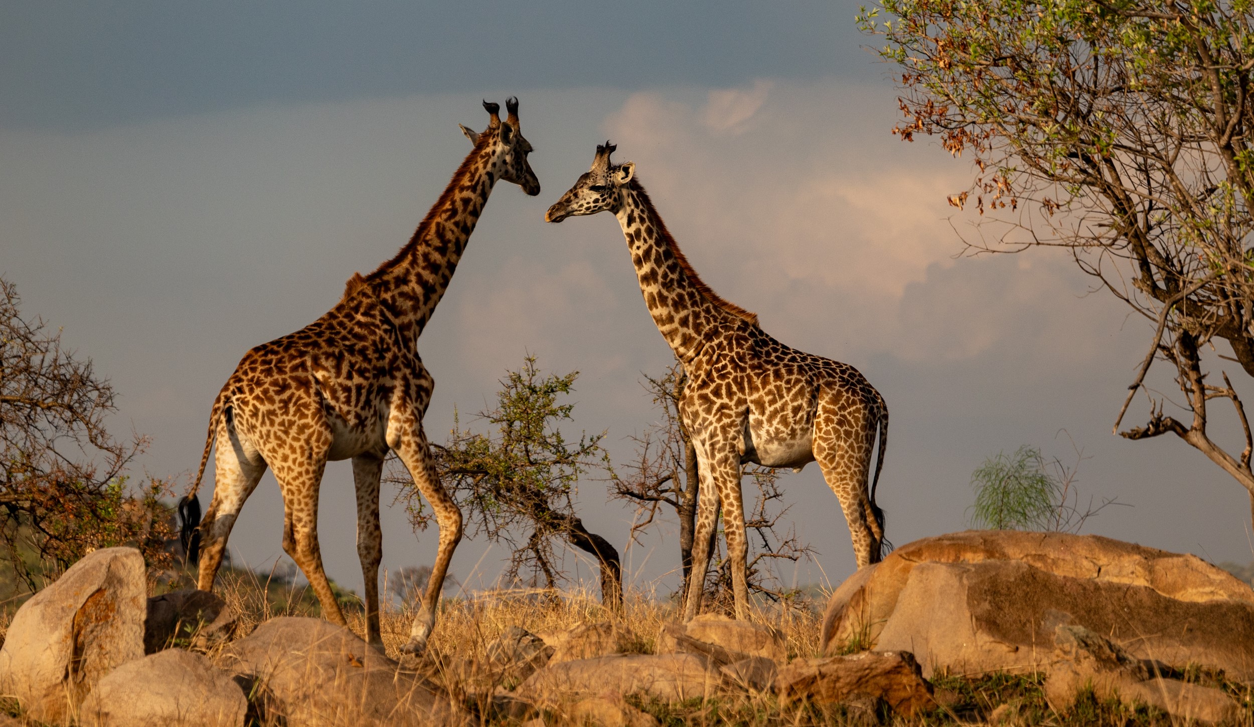 Giraffen im Abendlicht