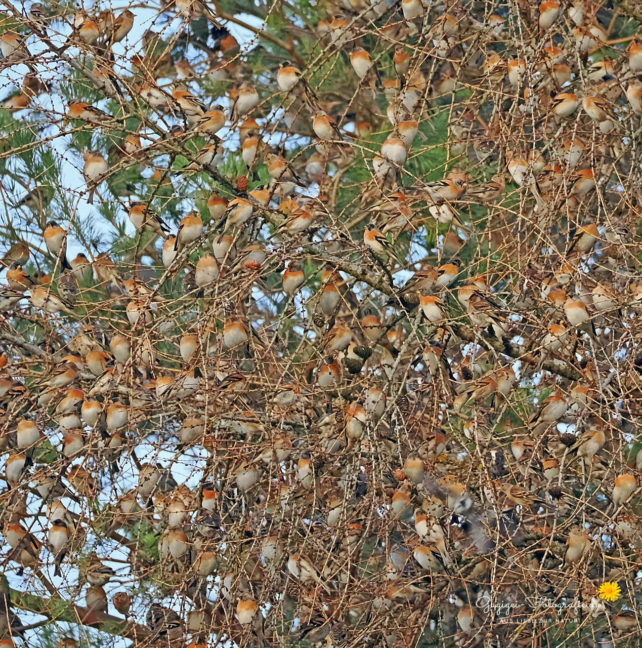 Ein Wimmelbild