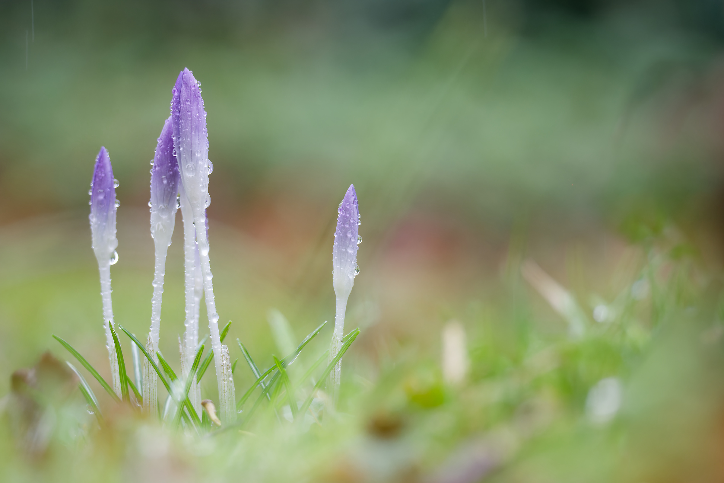 Die Vorboten des Frühlings (Forum für Naturfotografen)