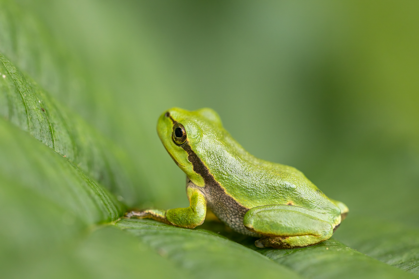 Ein Laubfrosch-Baby ...