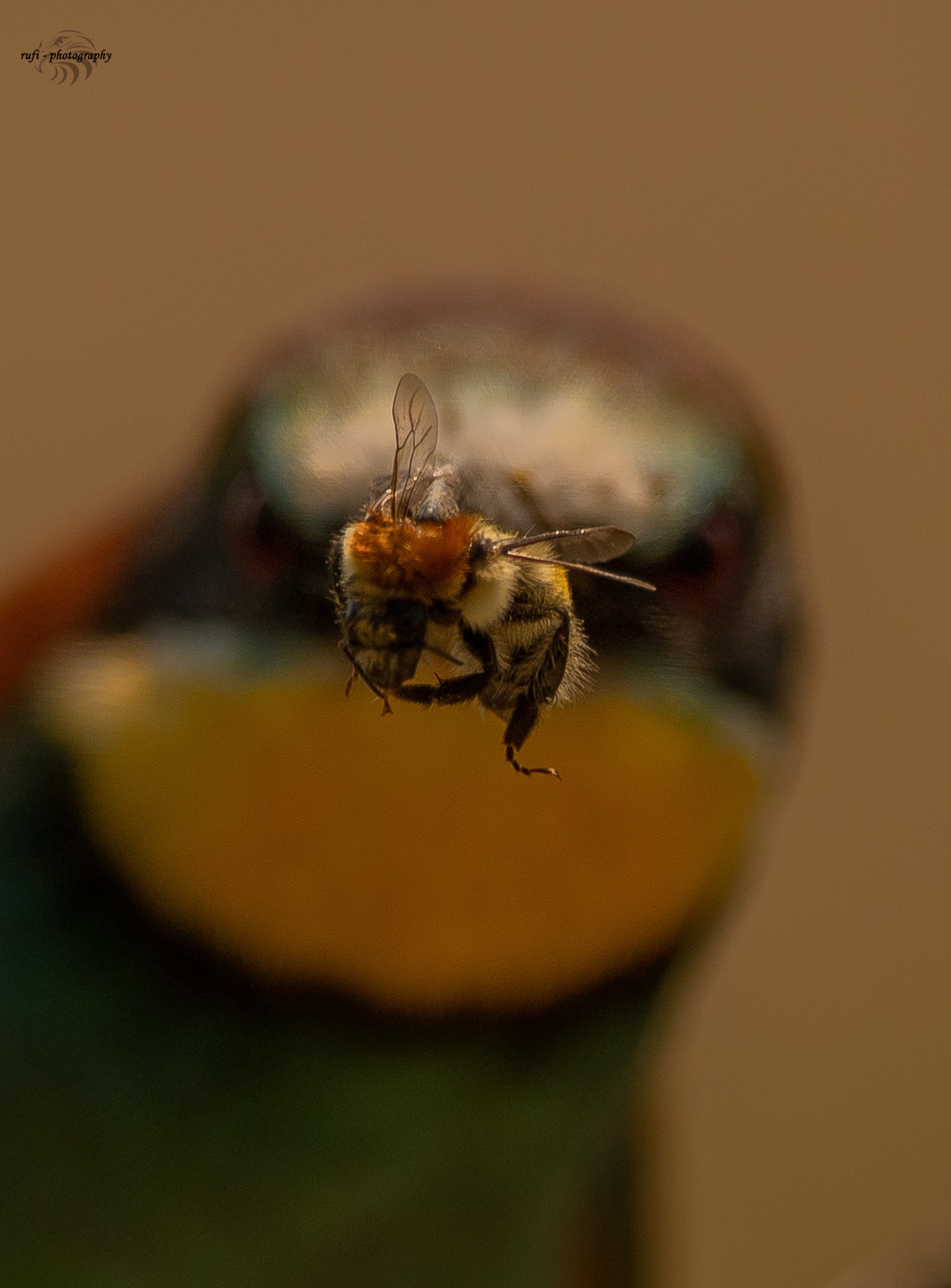 Bienenfresser Frühstück