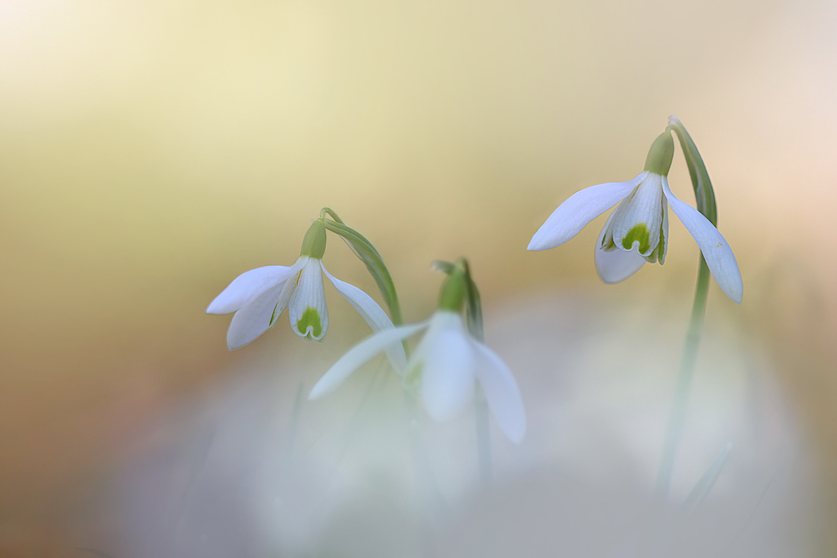 Frühlings Erwachen (Forum für Naturfotografen)