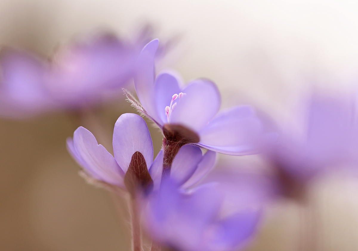 Leberblümchen