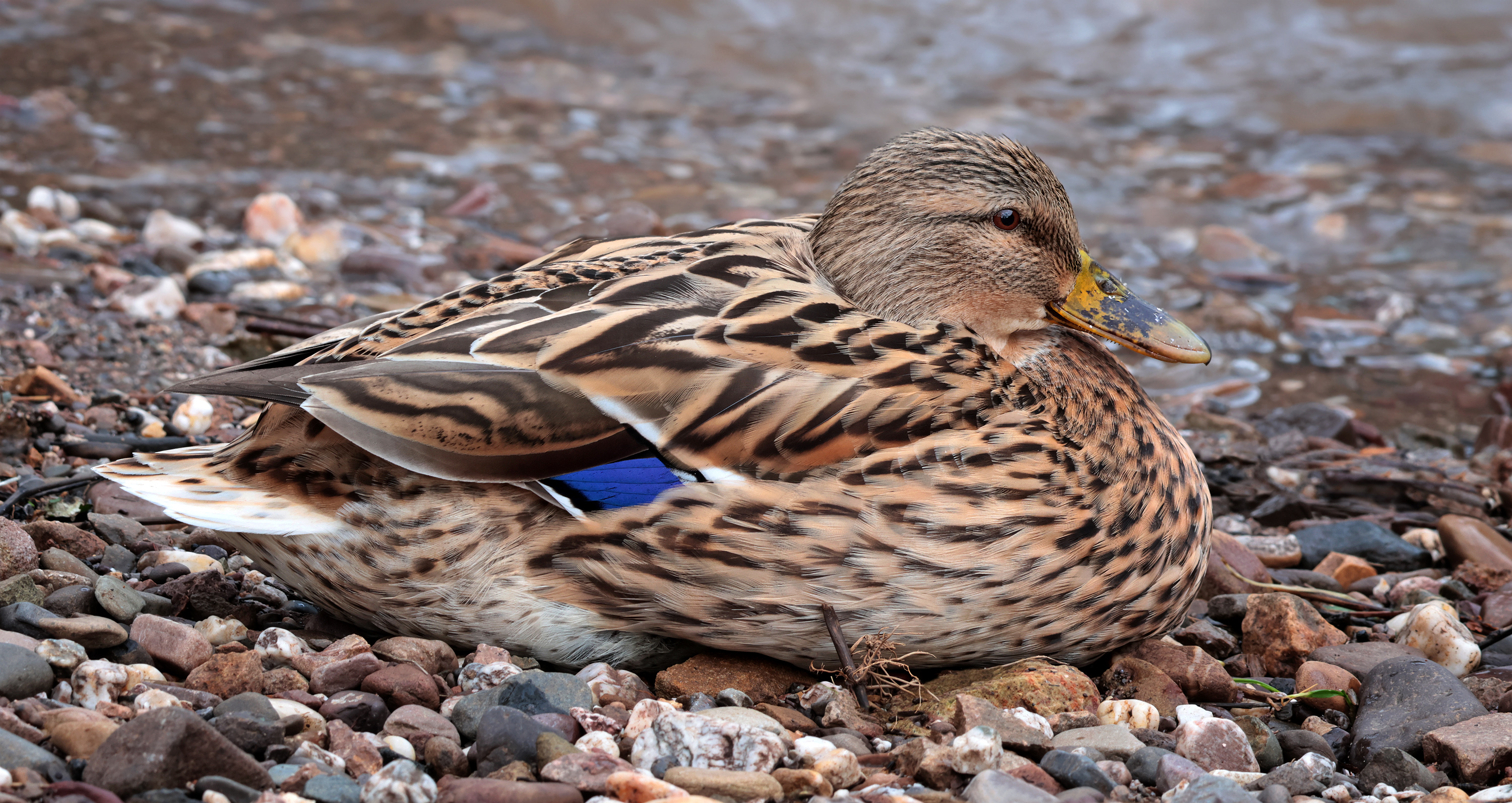 Ente gut, alles gut....