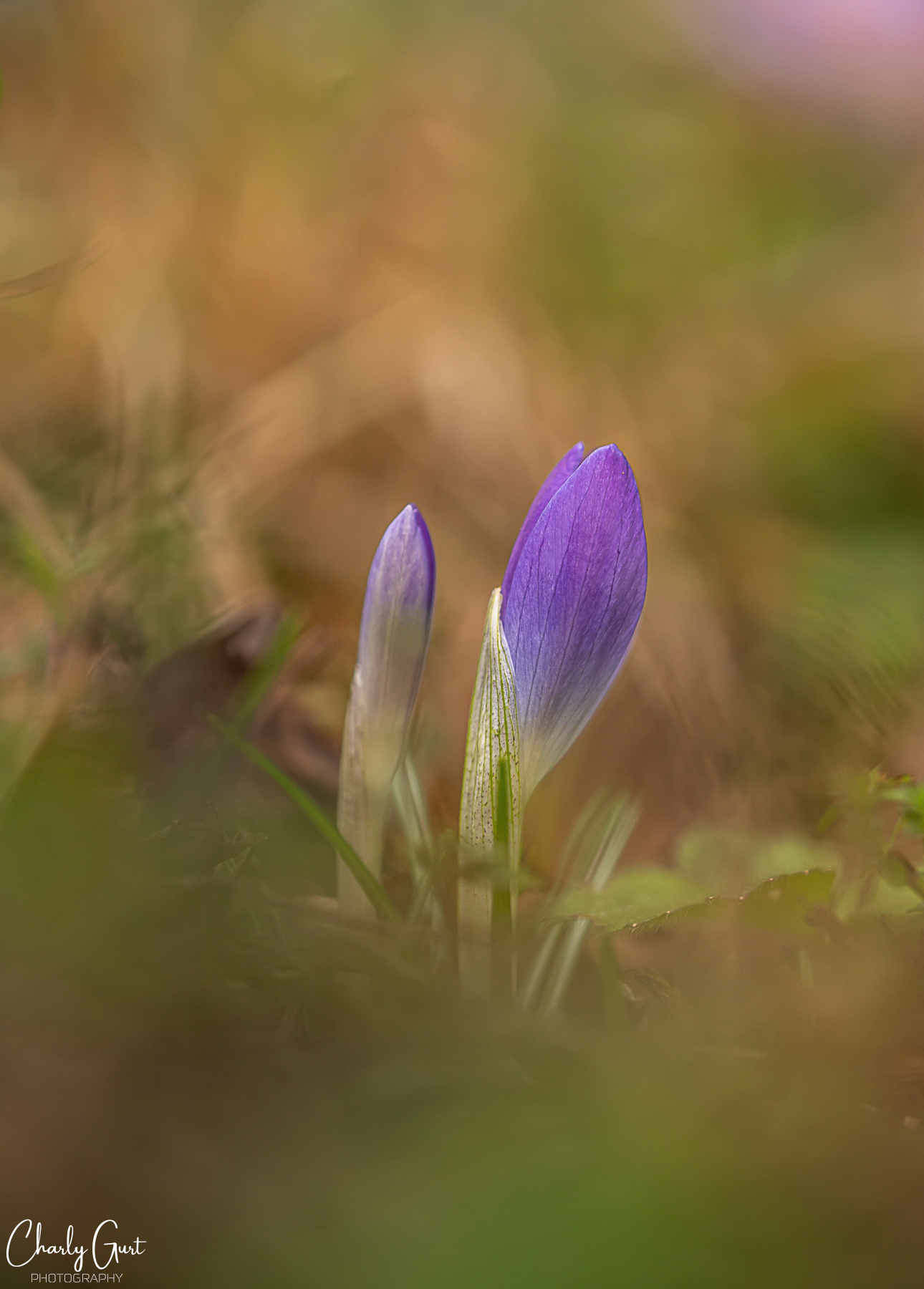 Frühlingsboten