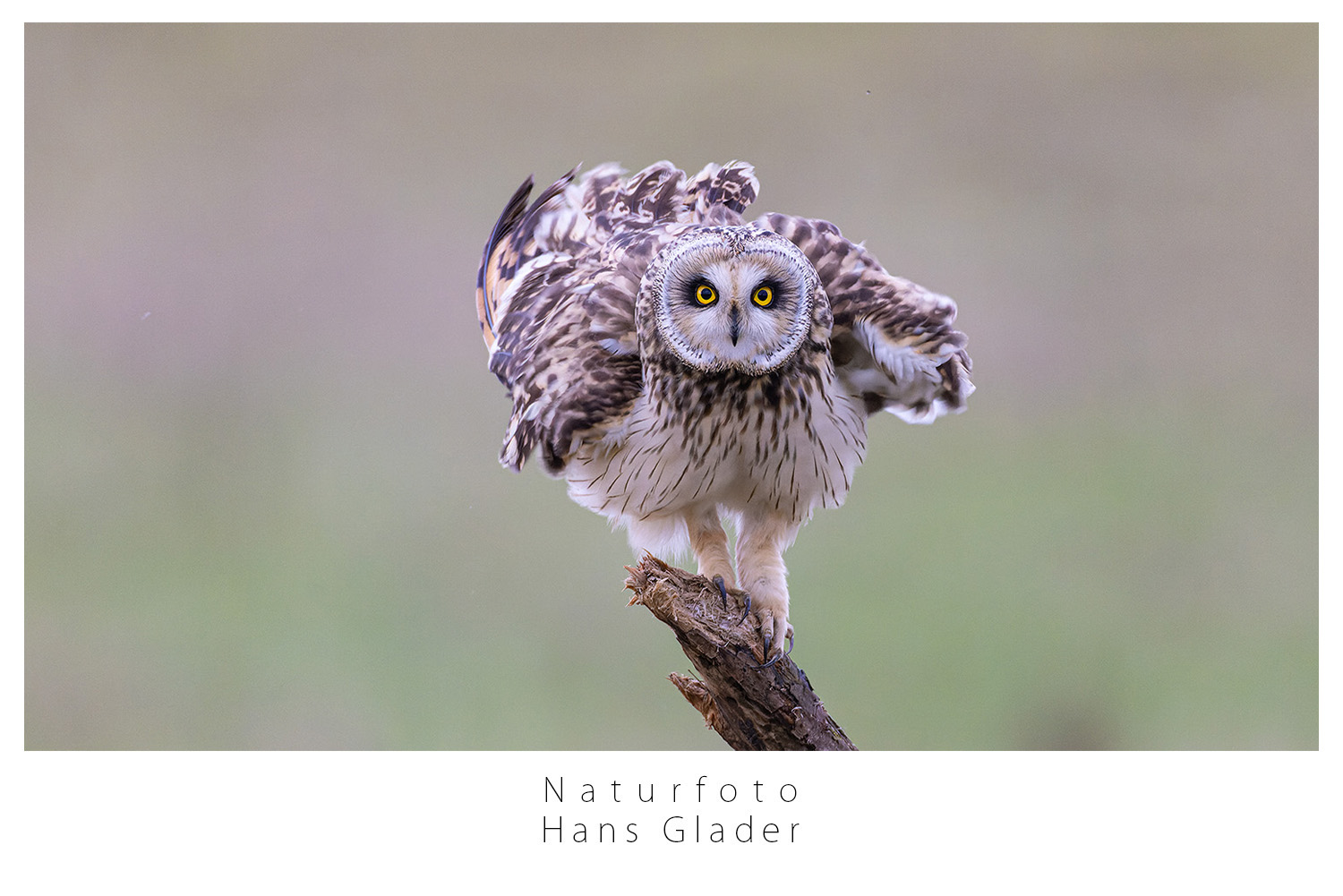 Schau mir in die Augen...... (Forum für Naturfotografen)