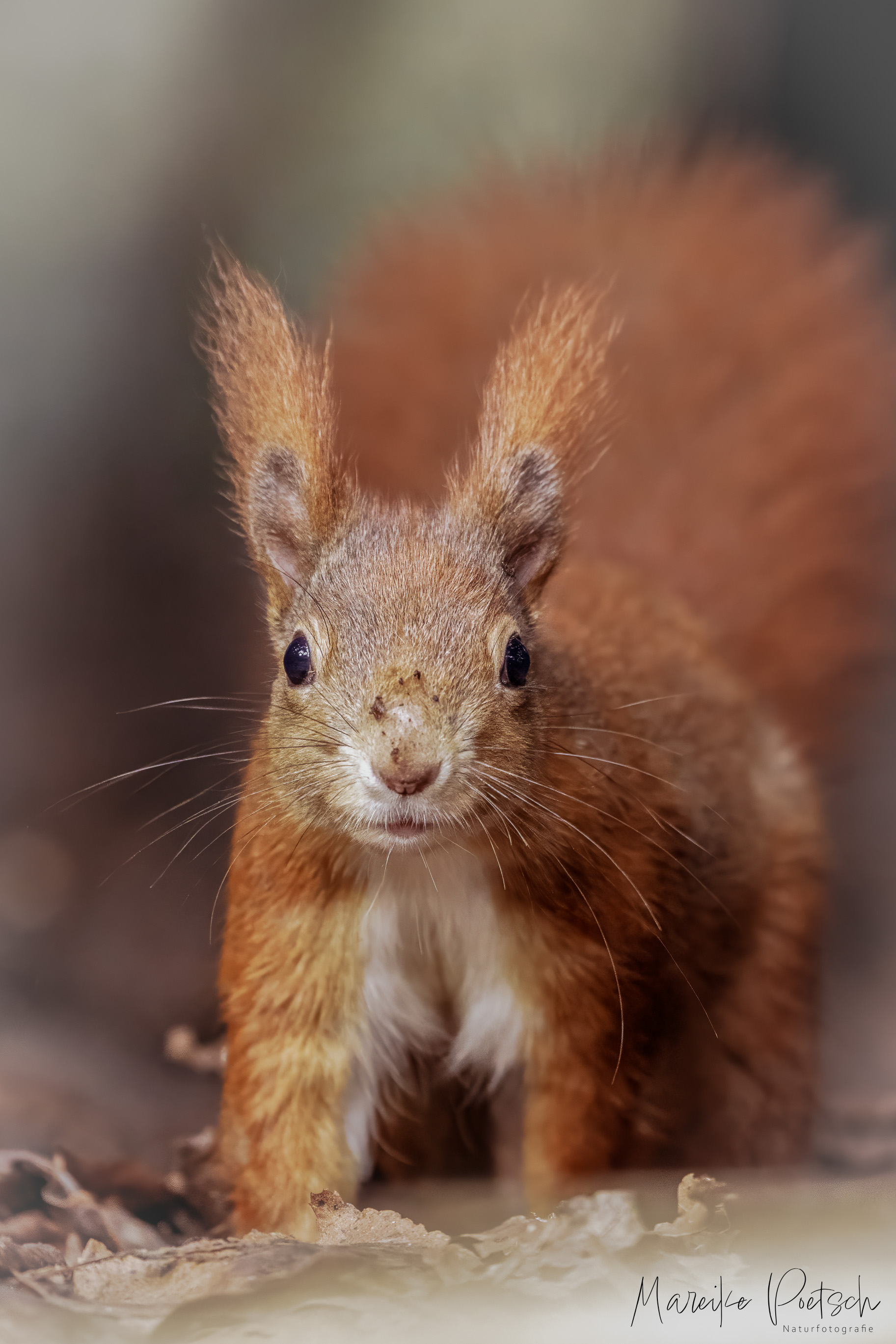 Eichhörnchen (Forum für Naturfotografen)