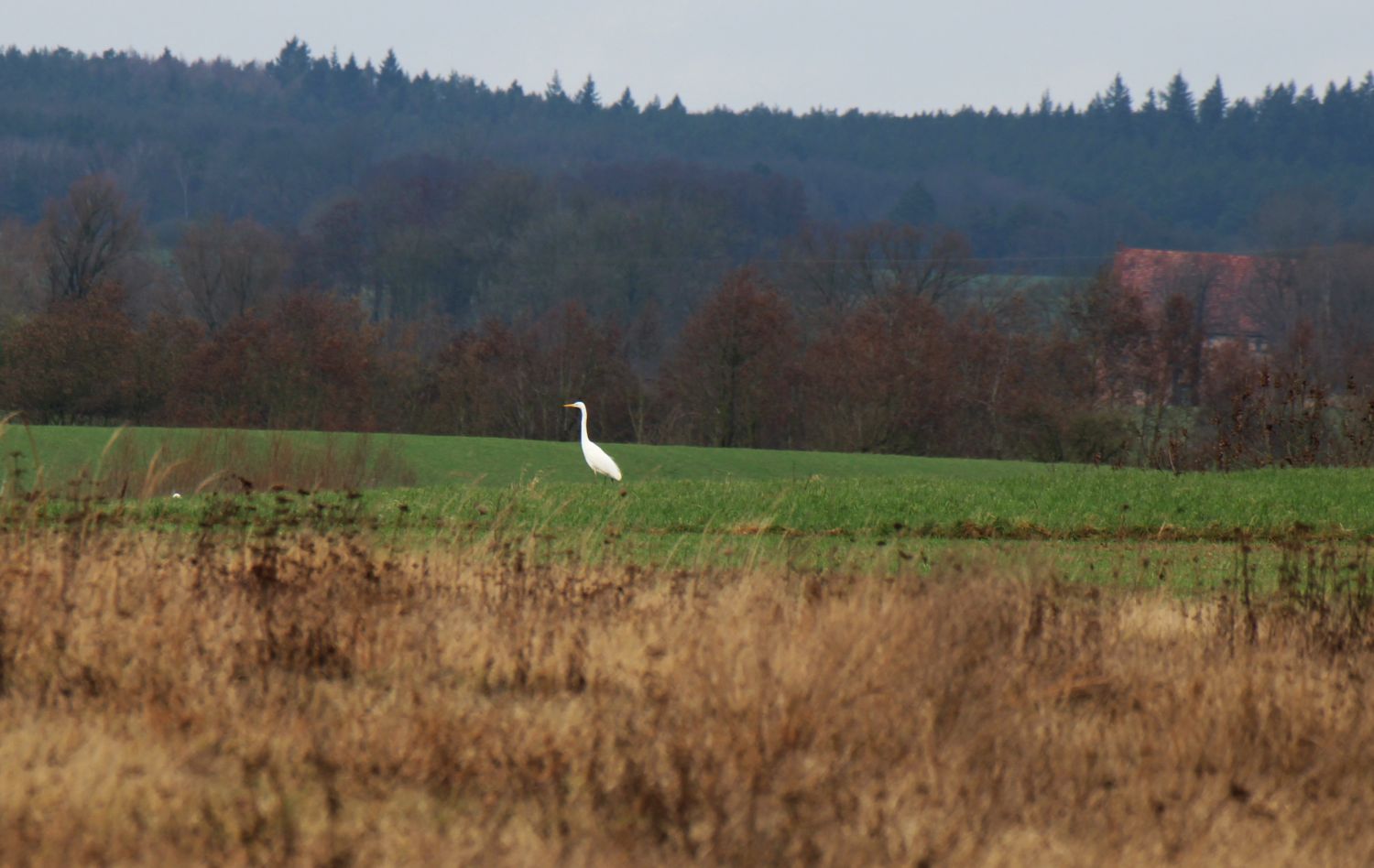 Landschaft mit Silberreihere