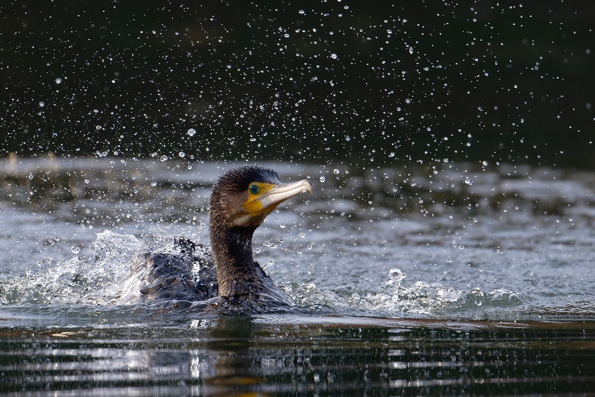 Kormoran...