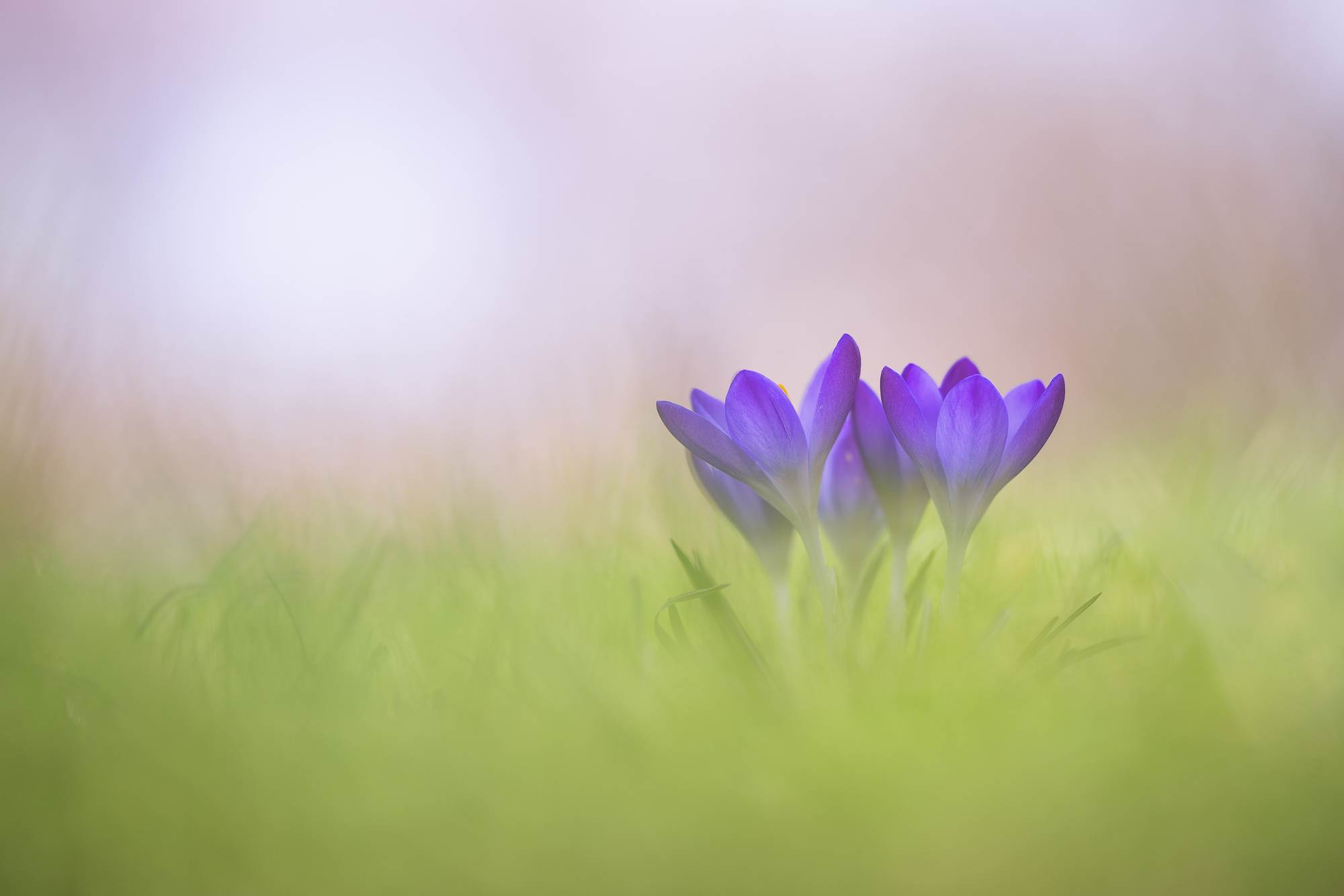 War heute den Frühling suchen