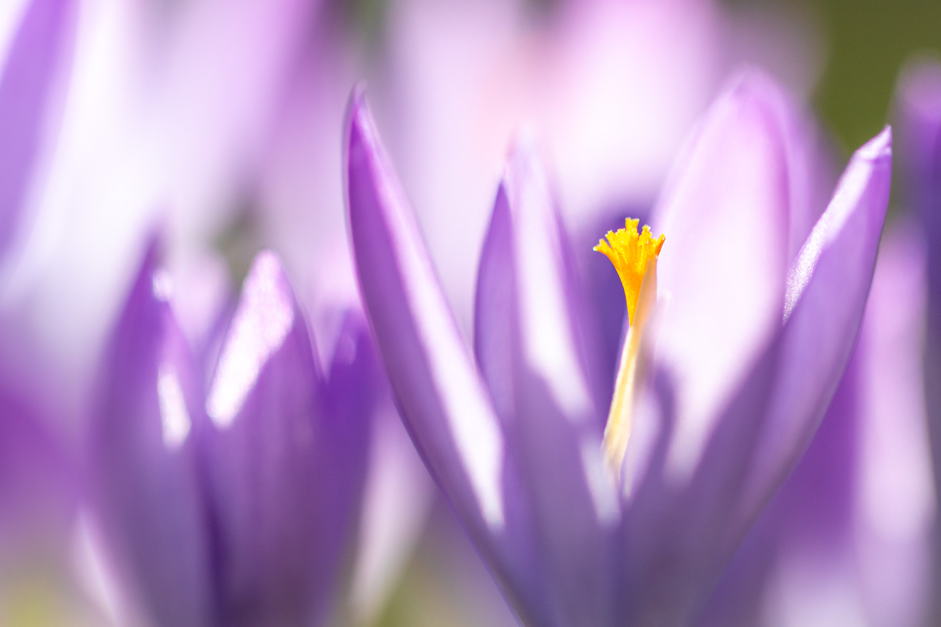 In der Krokuswiese