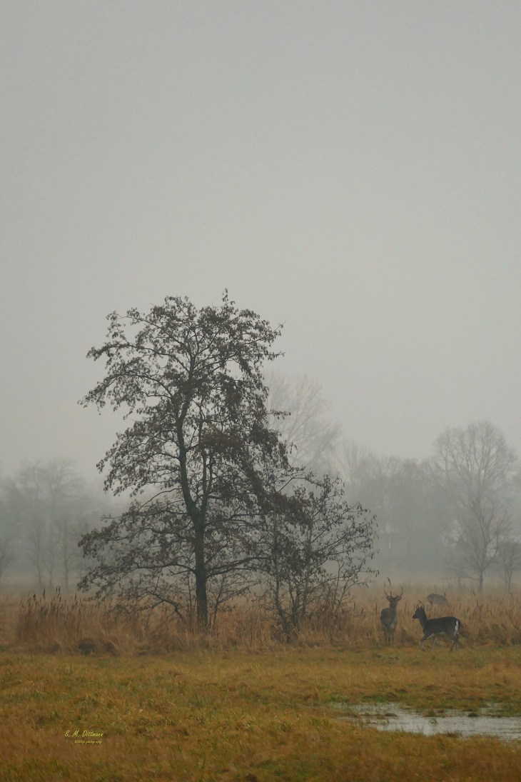 Landschaft mit Wild