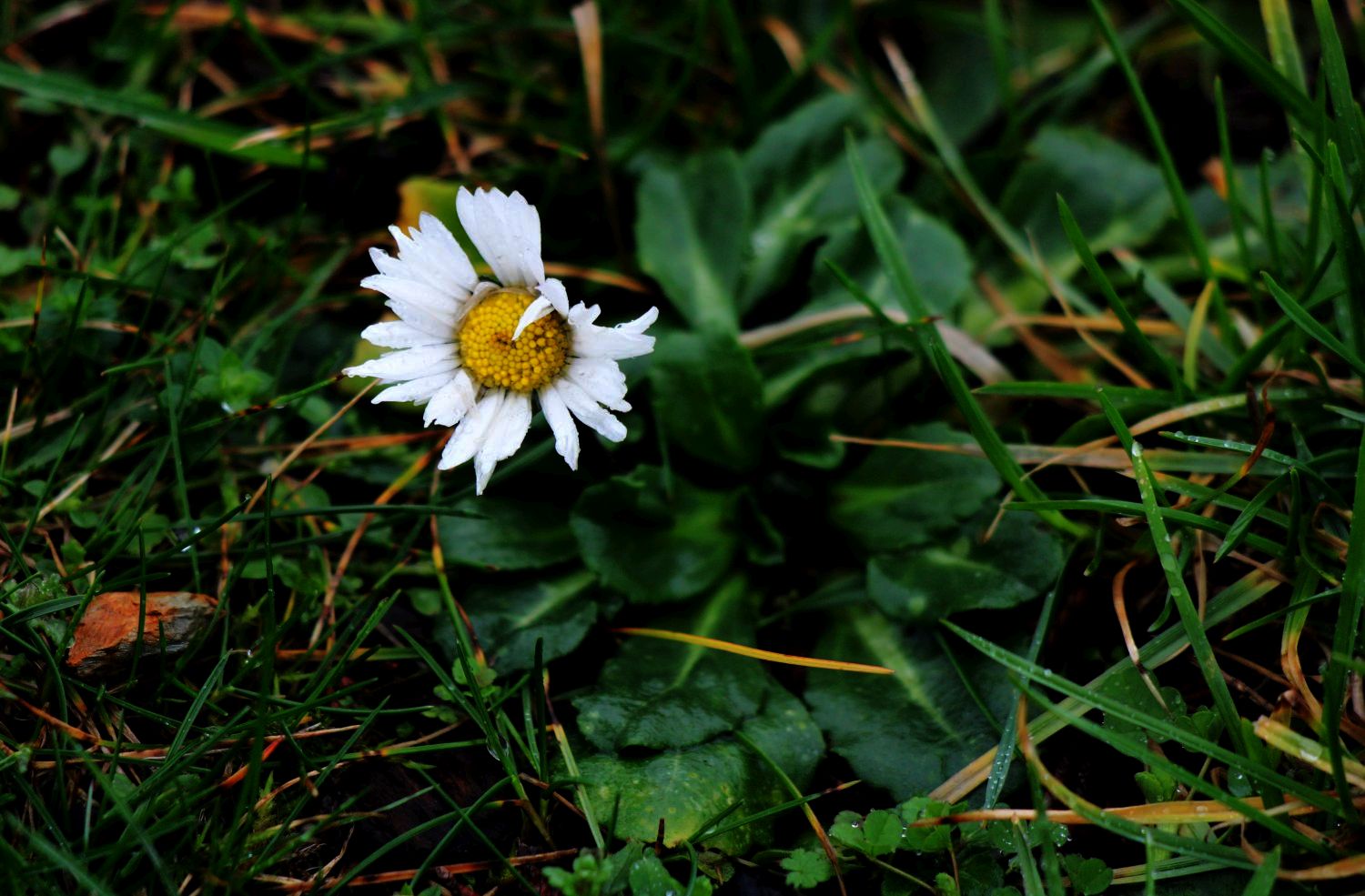 Bescheidenes Gänseblümchen zum Valentinstag