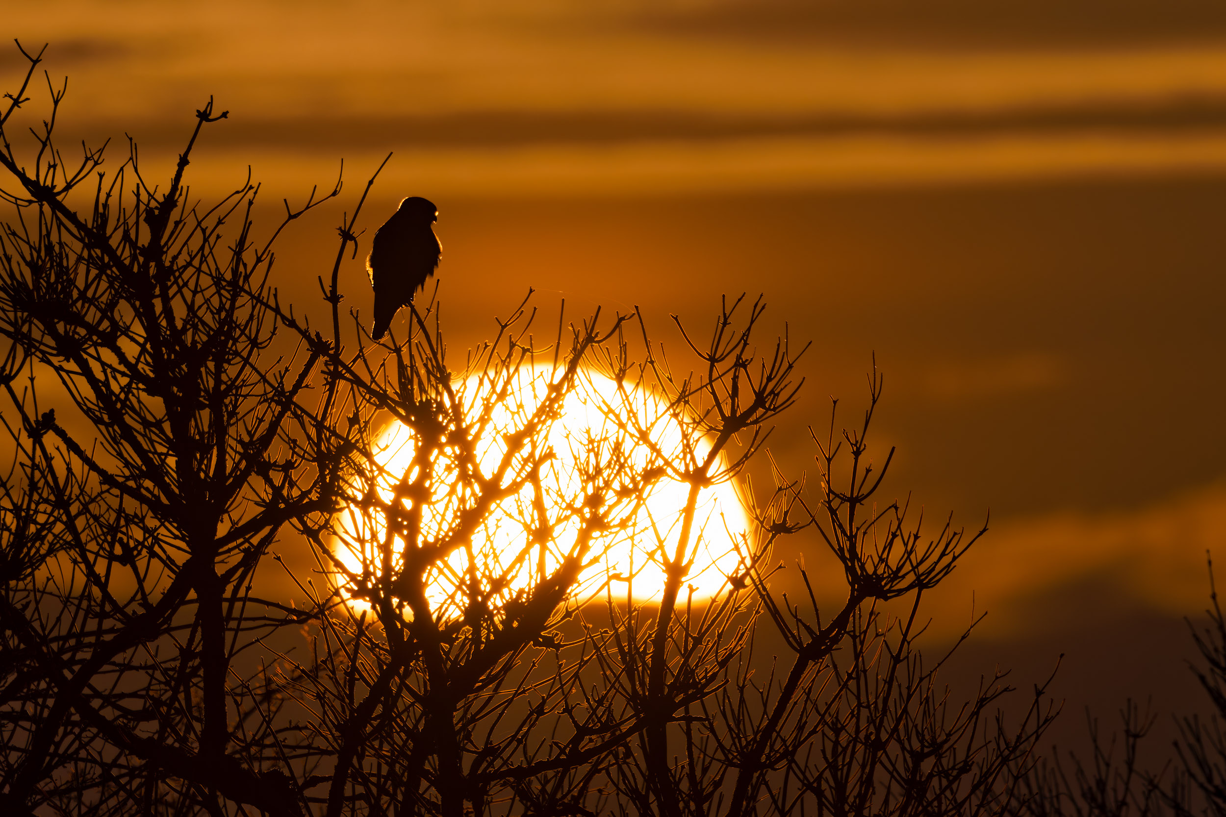 Ansitz am Abend