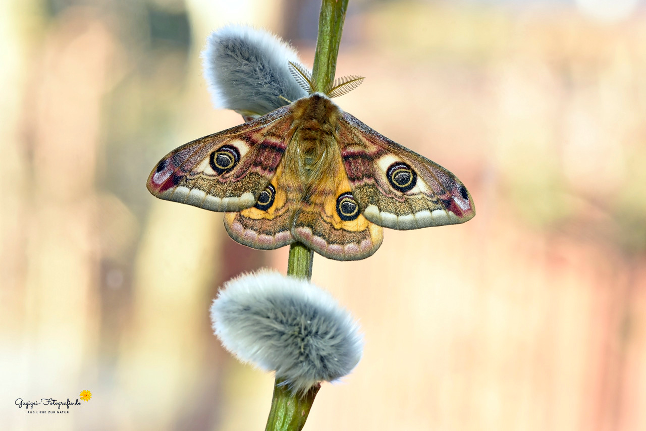 Bald fliegt es wieder ...