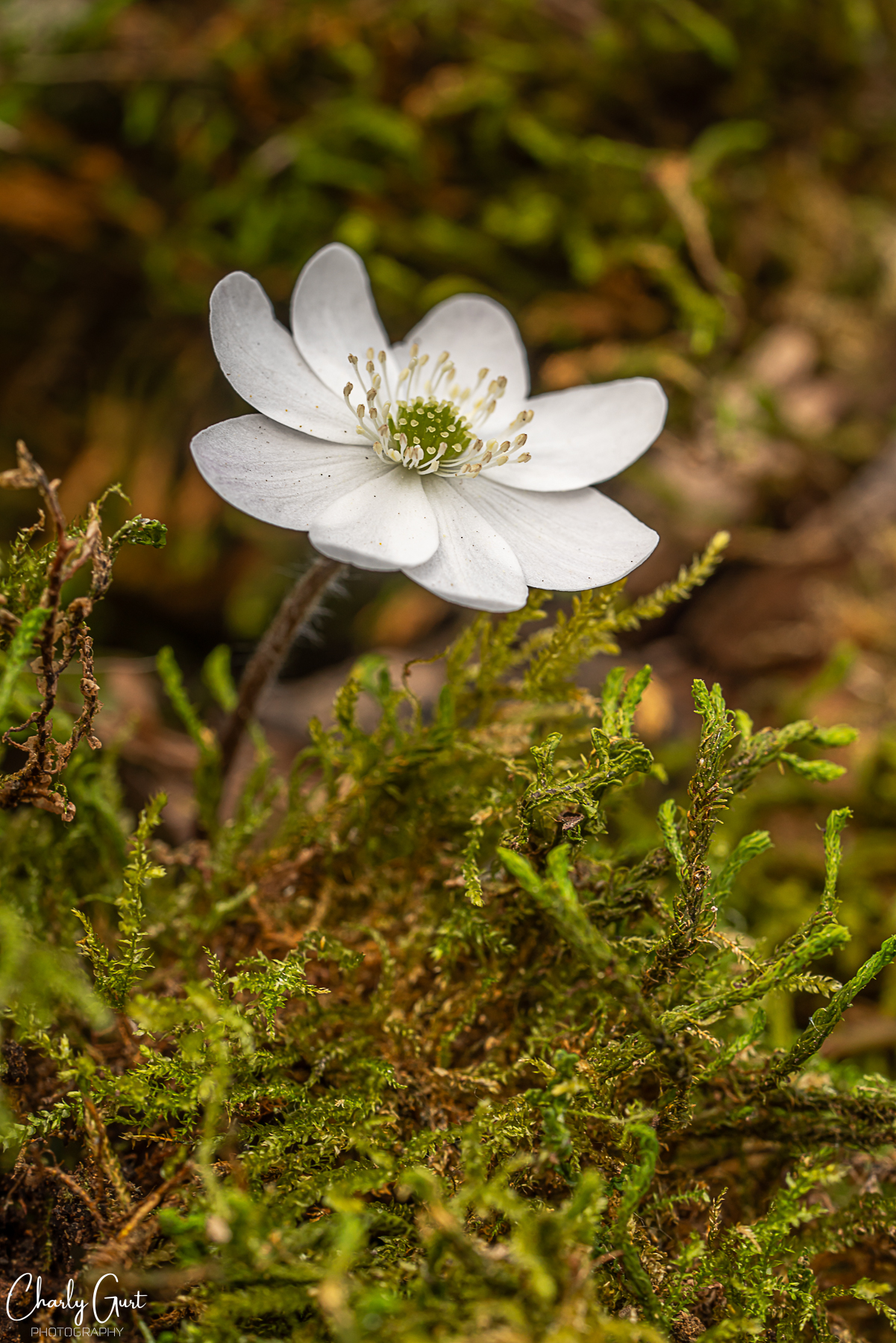 weisses Leberblümchen