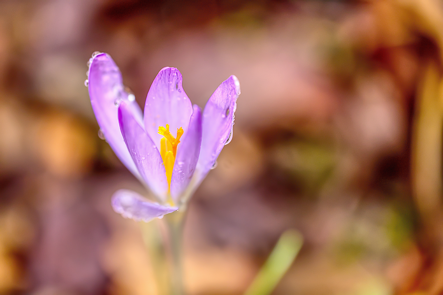 Krokus