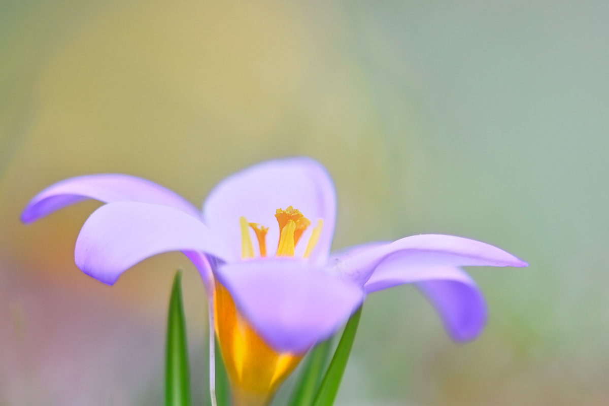 Die Farben des Frühlings