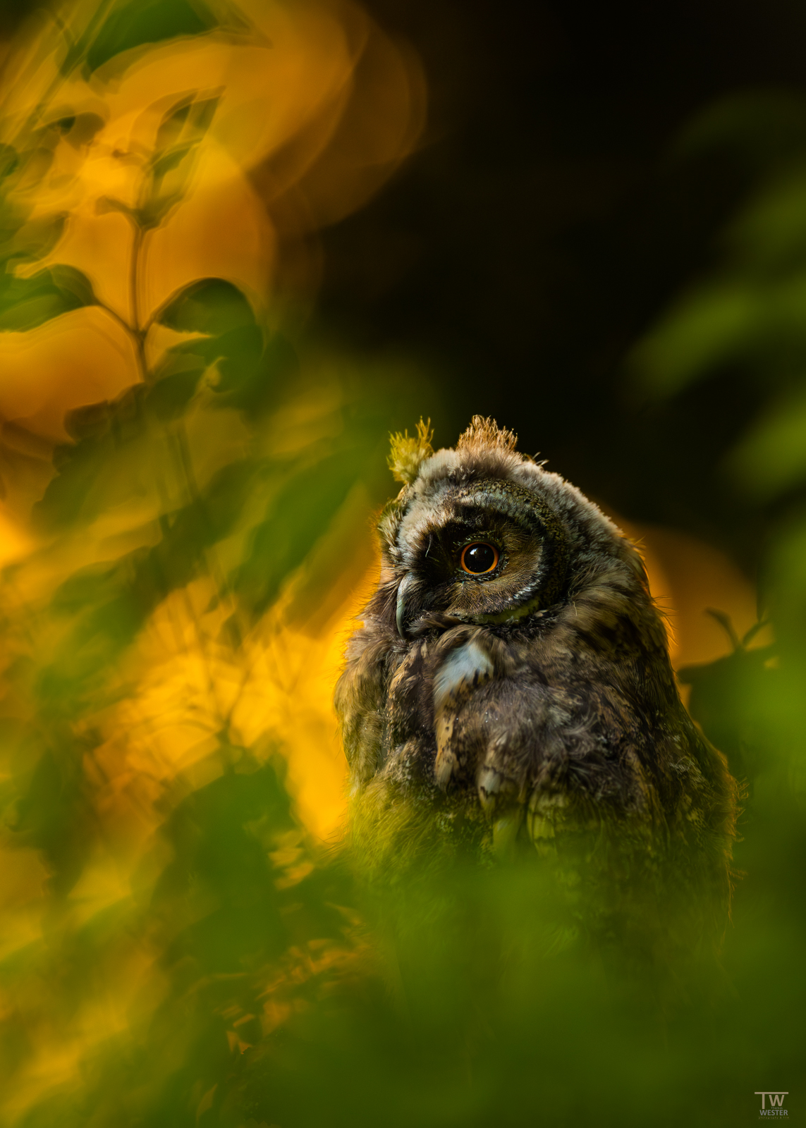 Abend-Schimmern im Wald.....