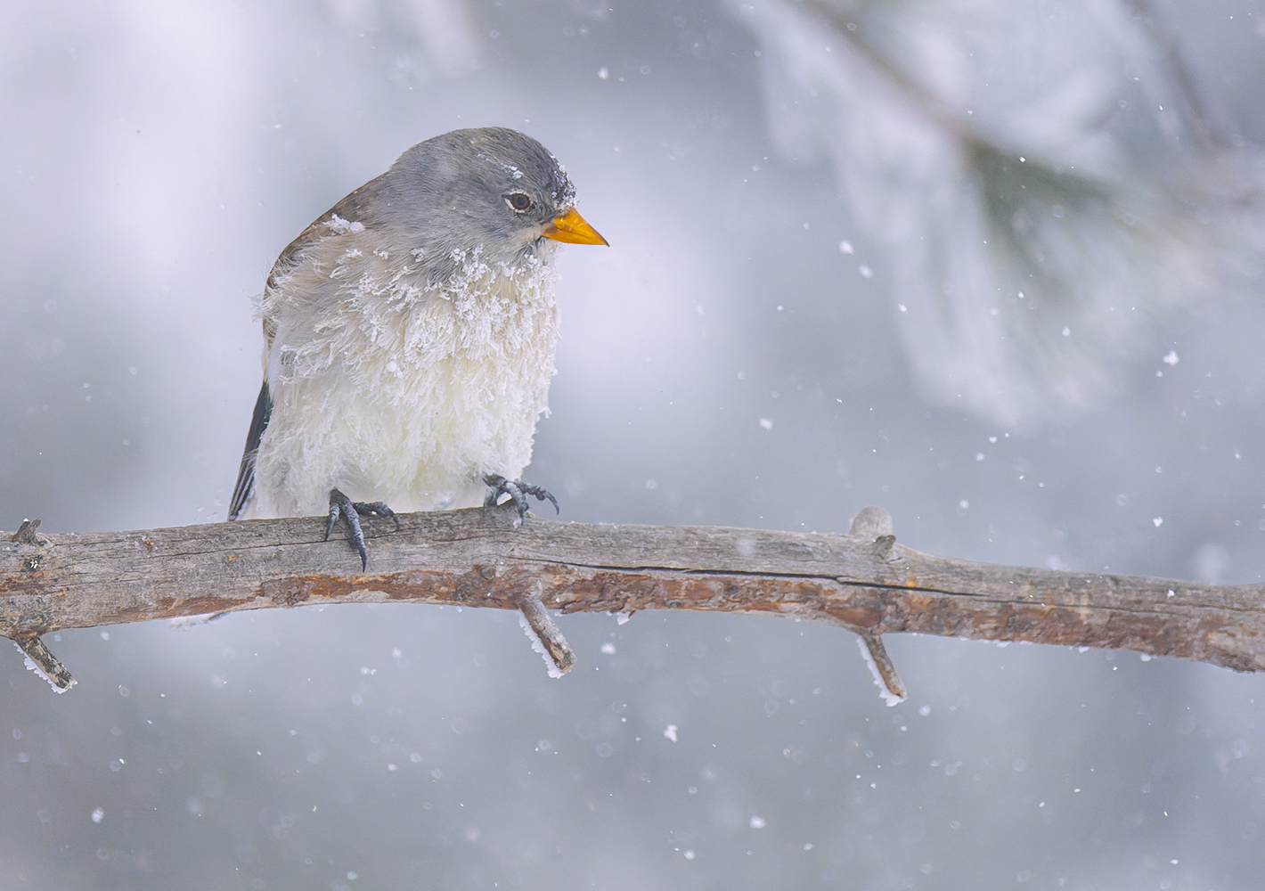 Habt ihr schon eine Wintermüdigkeit...........