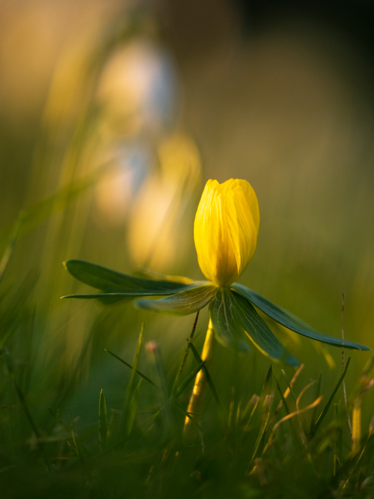 Frühlingserwachen