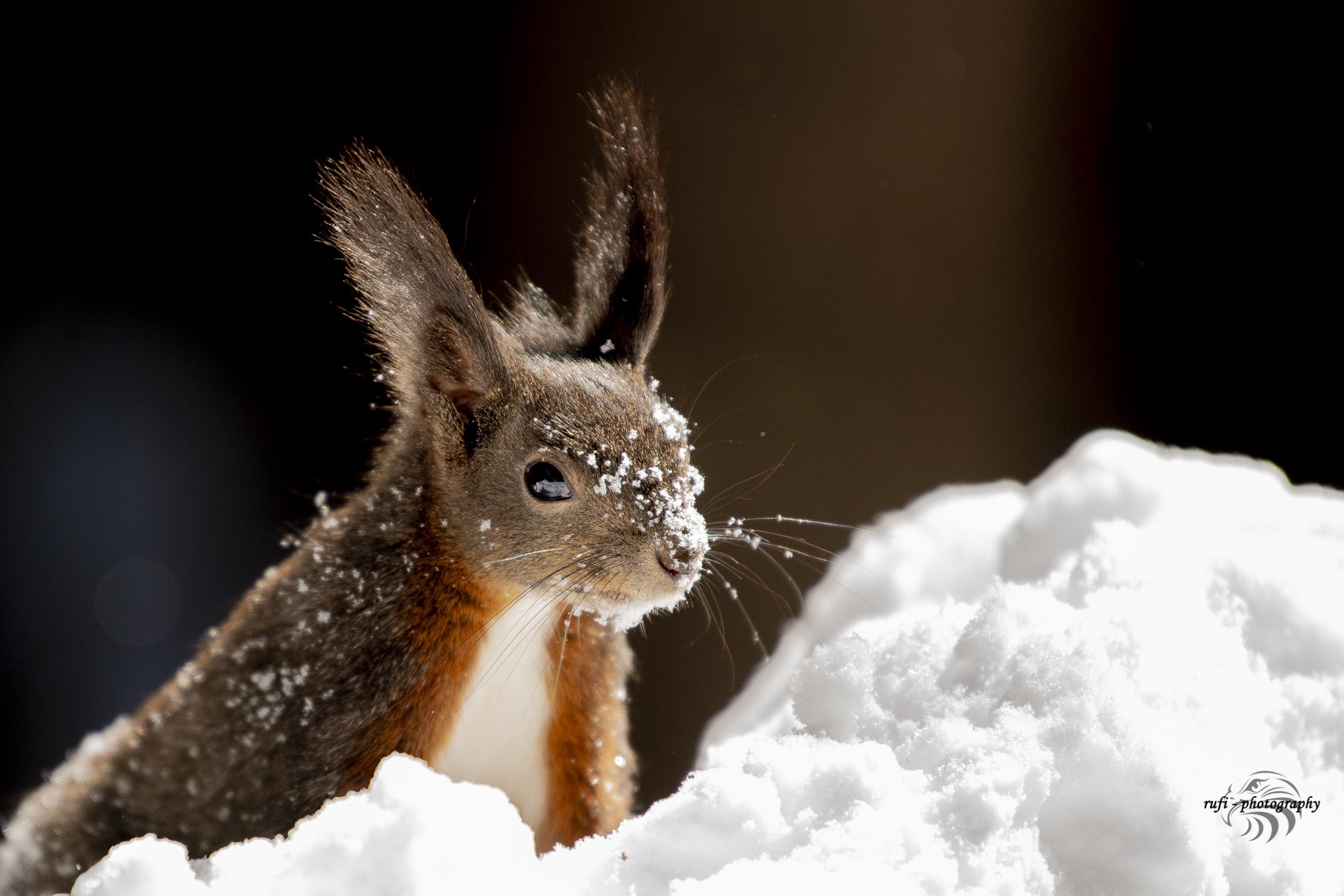 Kleiner Kobold im Schnee