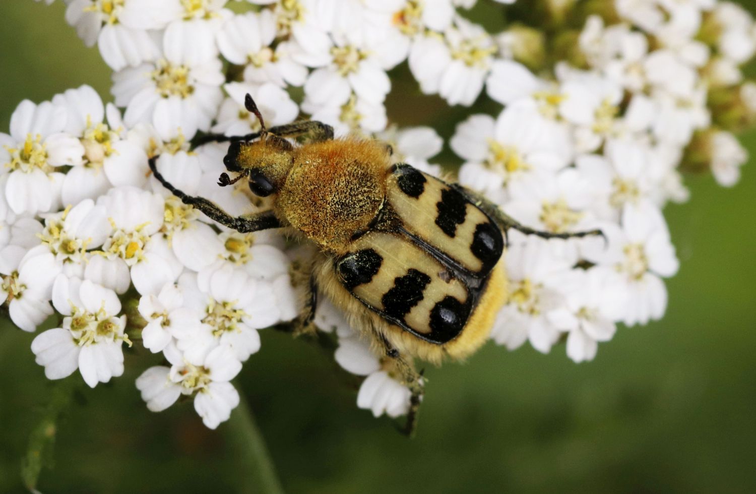 9379  23.06.21 Glattschieniger Pinselkäfer Trichius zonatus