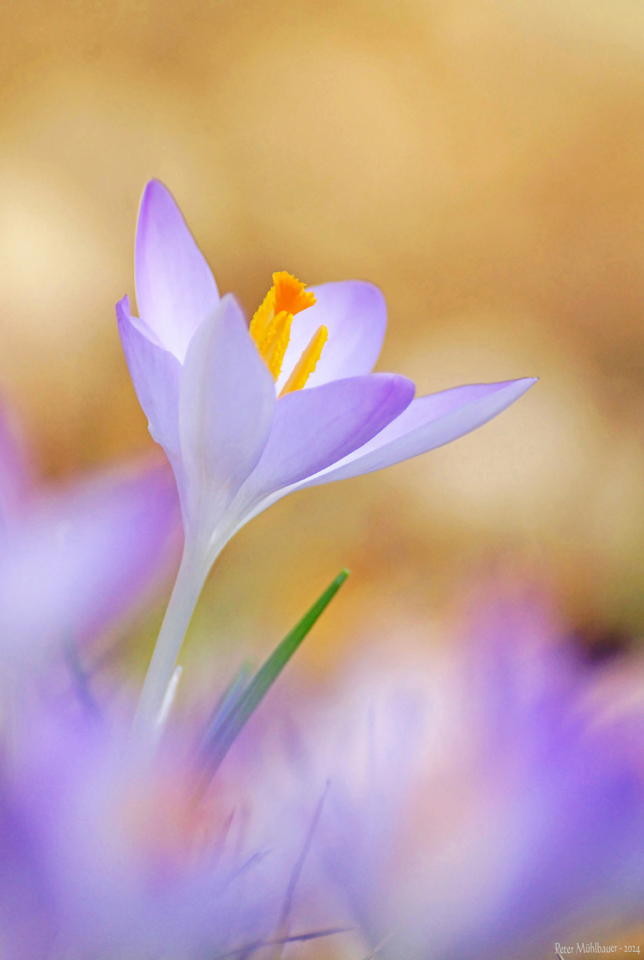 Lichtblick Krokusse