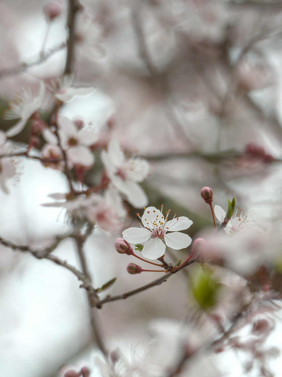 Frühling