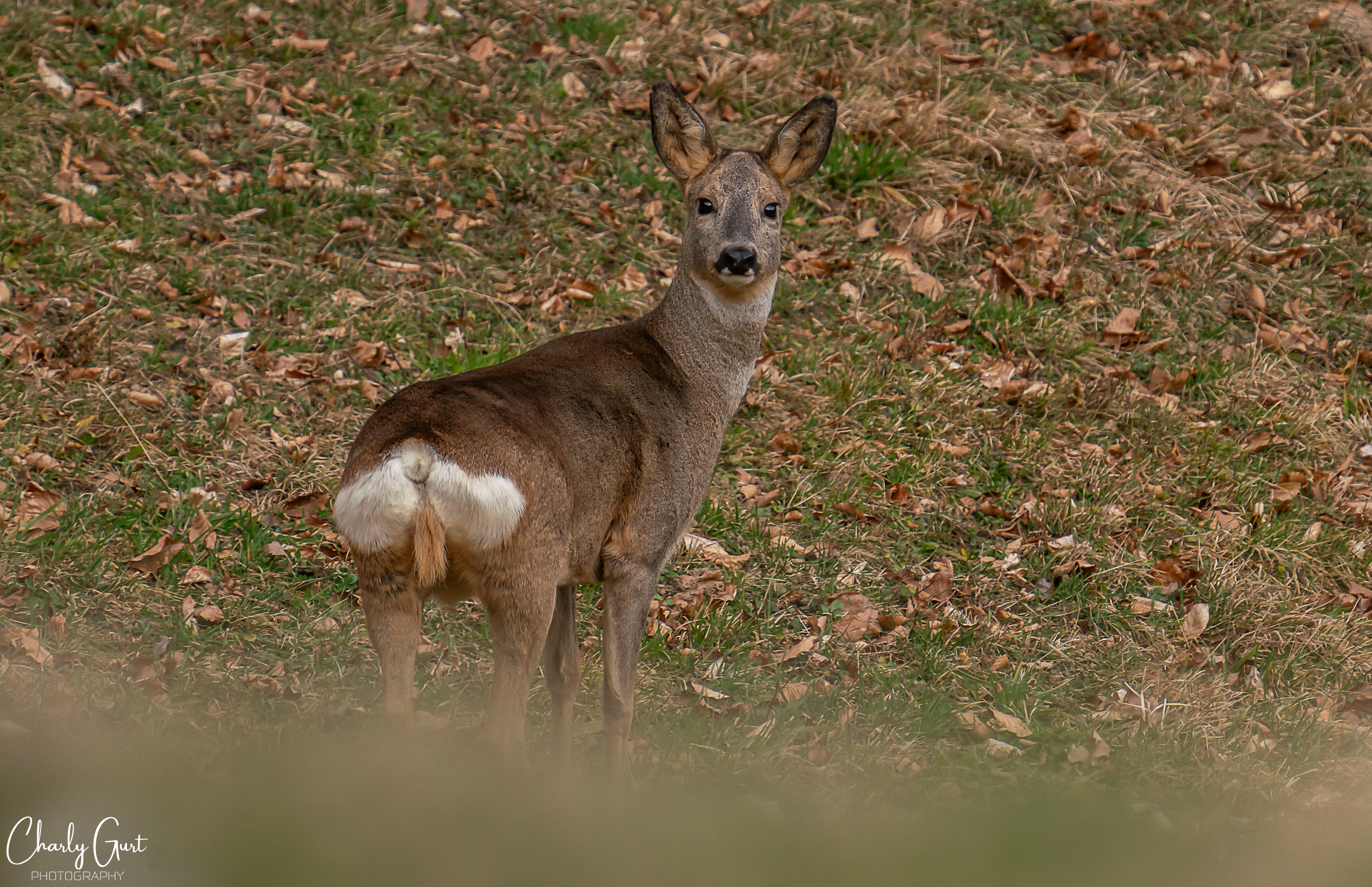 Rehbraune Augen hat...