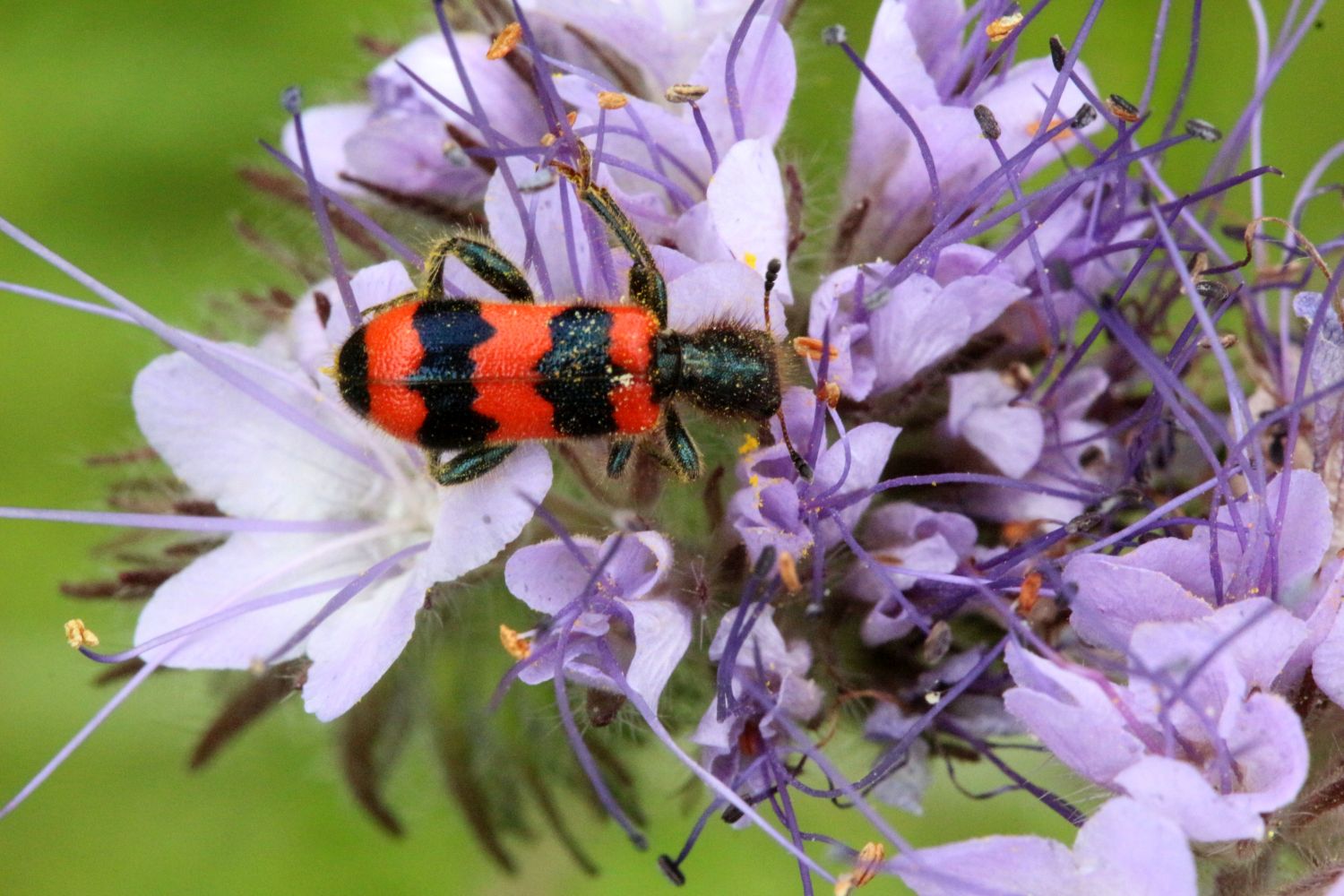 Zottiger Bienenkäfer