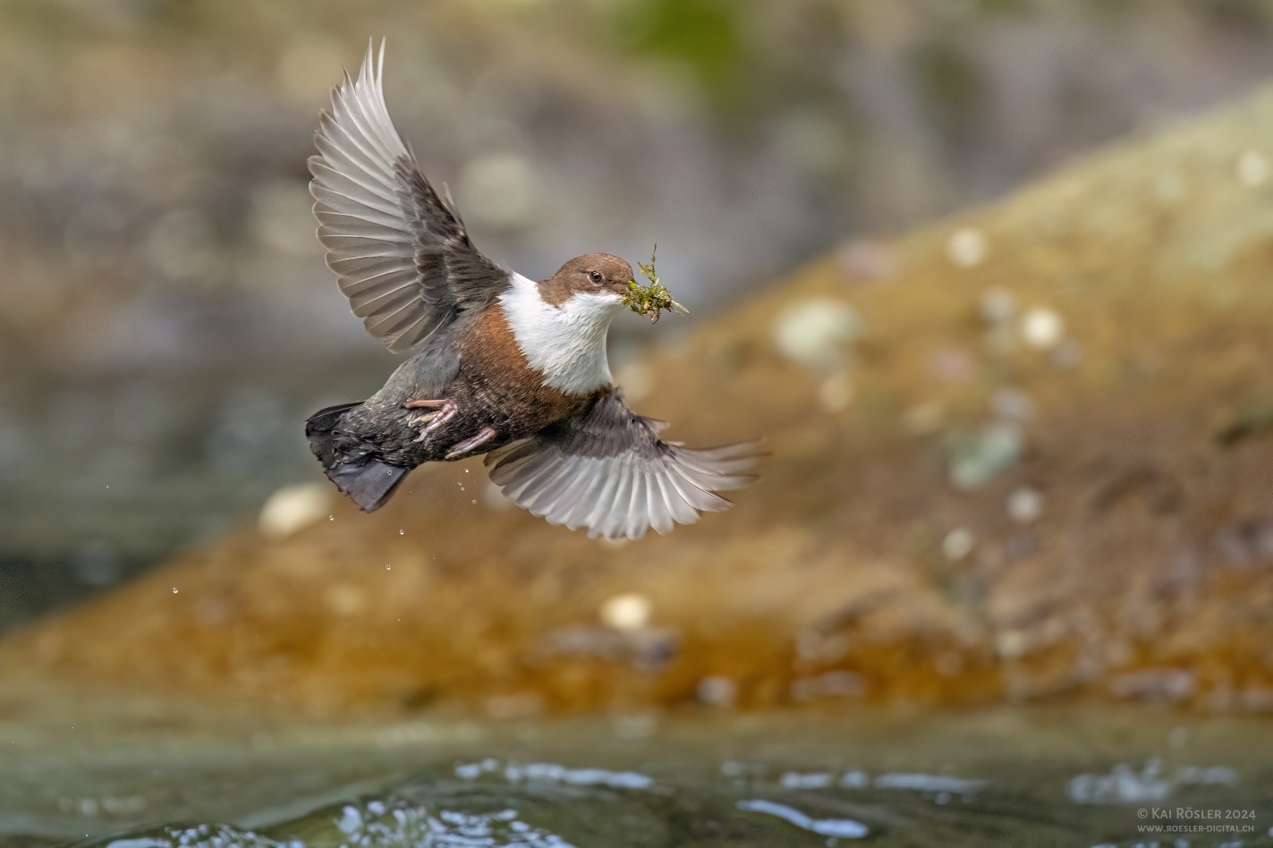 Wasseramsel