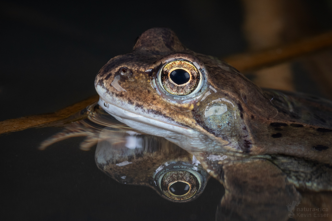 Der frühe Frosch