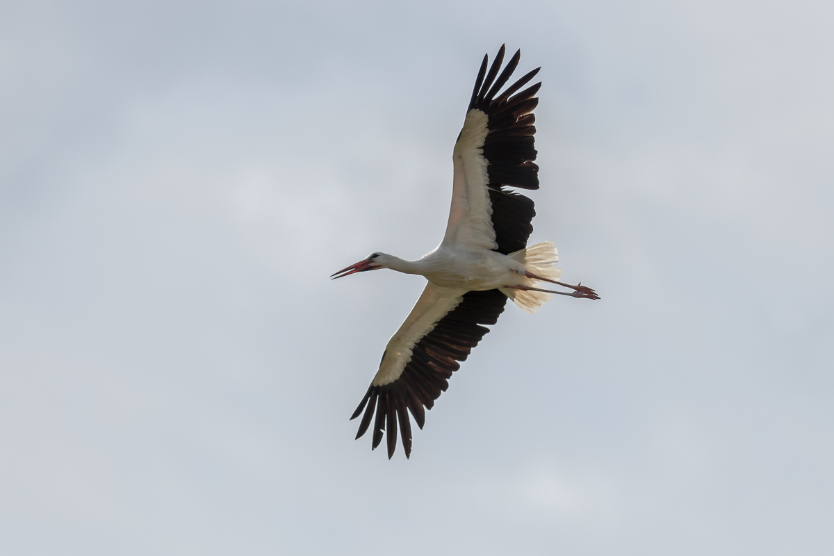 Storchenflug