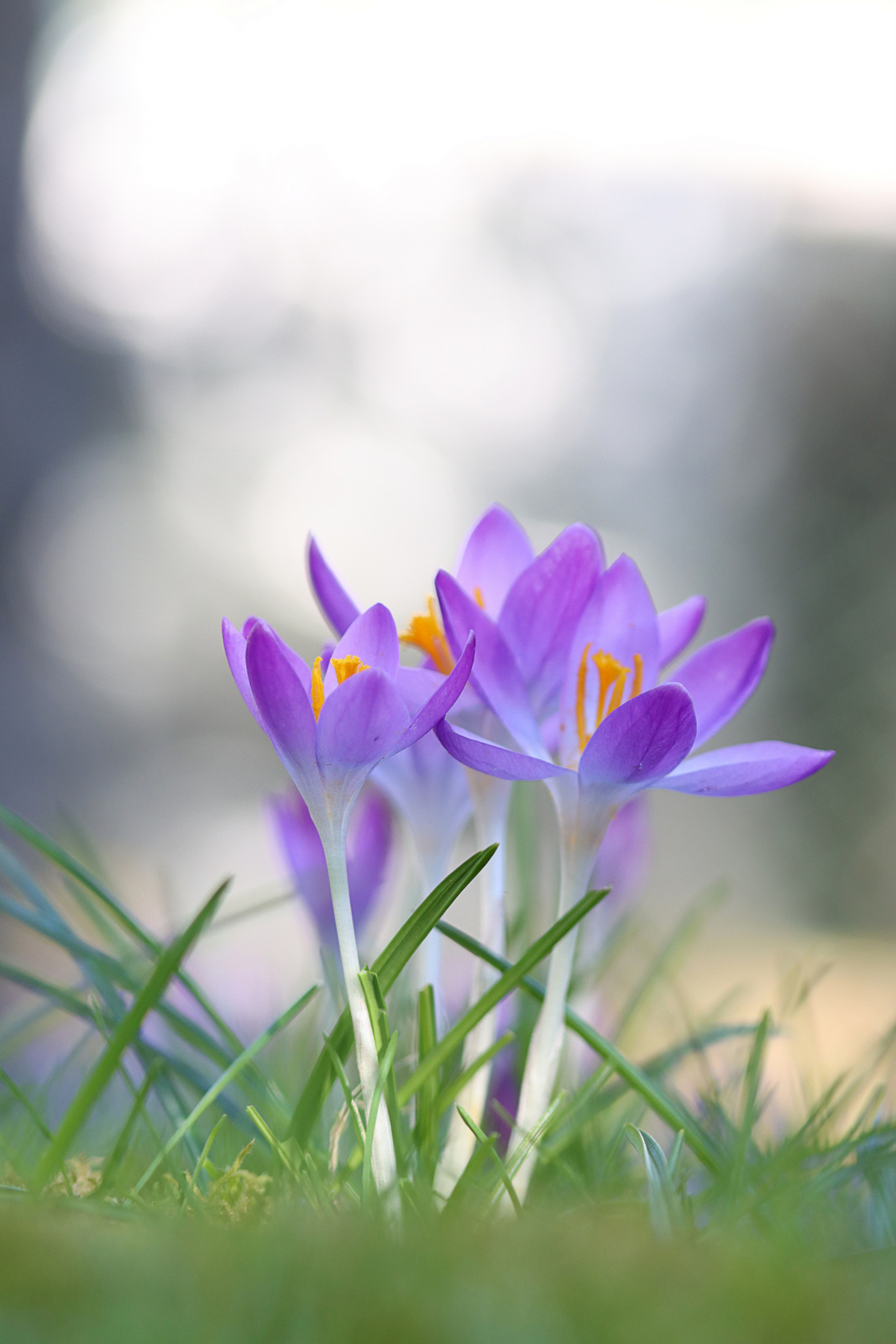 Frühblüher